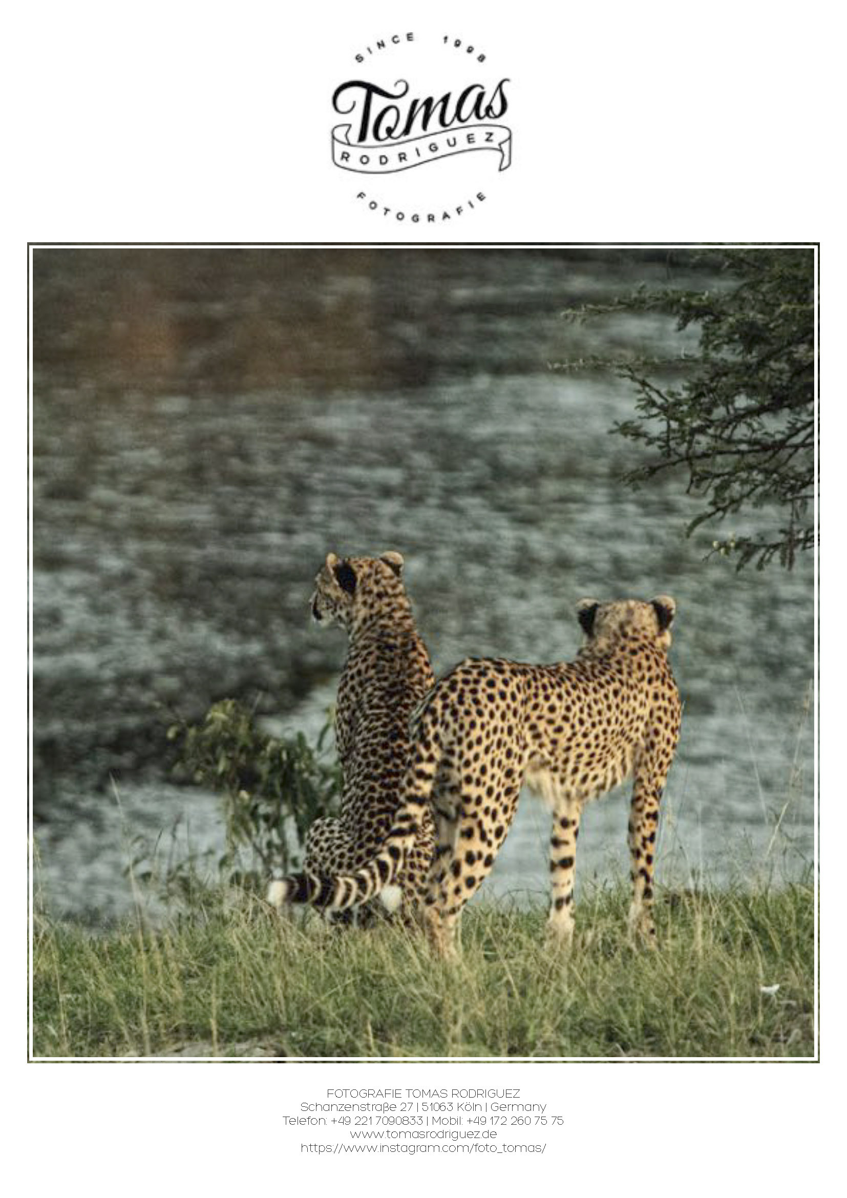 Zwei Geparden stehen im Gras neben einem Gewässer und blicken von der Kamera weg, einer blickt zurück. Das Bild hat einen Vintage-Filter und enthält oben und unten das Logo und Details des Fotografen. © Fotografie Tomas Rodriguez