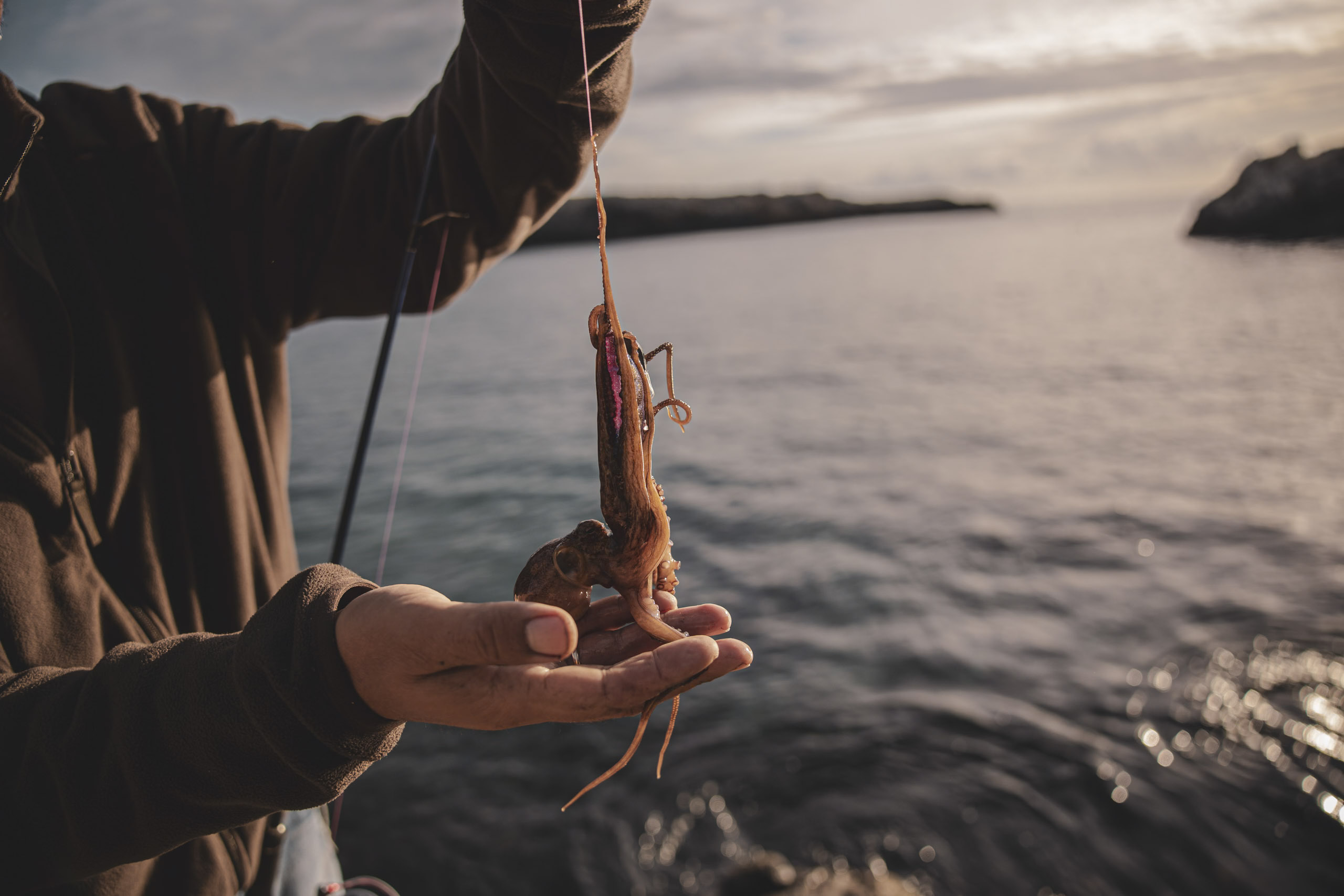 Eine Person hält während eines goldenen Sonnenuntergangs einen kleinen, frischen Tintenfisch an einer Angelschnur über einem ruhigen Meer mit Küstenklippen im Hintergrund. © Fotografie Tomas Rodriguez