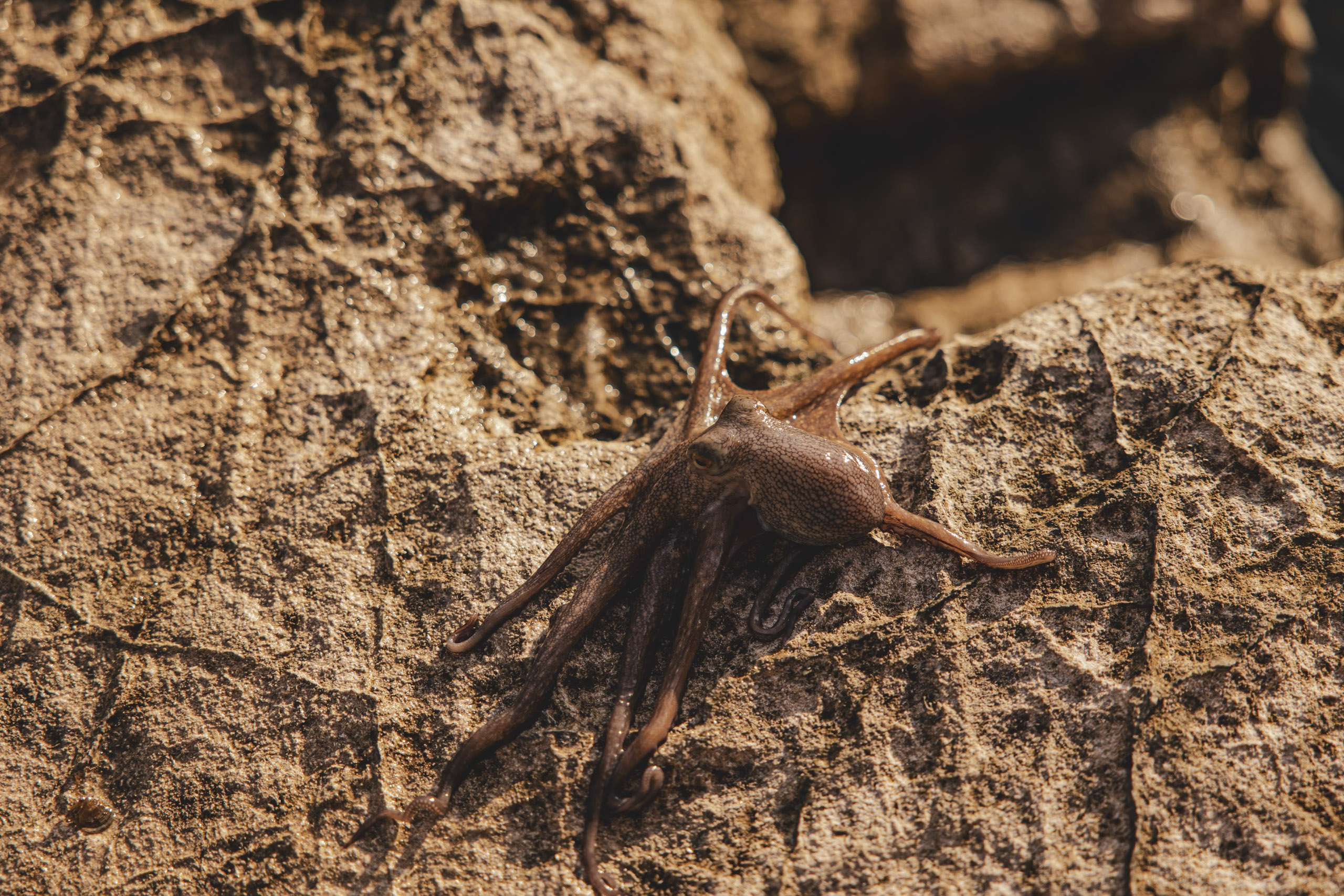 Eine Nahaufnahme einer braunen Schnecke, die sich vorsichtig aus einer zerklüfteten Felsoberfläche herausstreckt, beleuchtet durch das Sonnenlicht. Die feinen Details des Schneckenkörpers und des strukturierten Felses sind deutlich sichtbar. © Fotografie Tomas Rodriguez