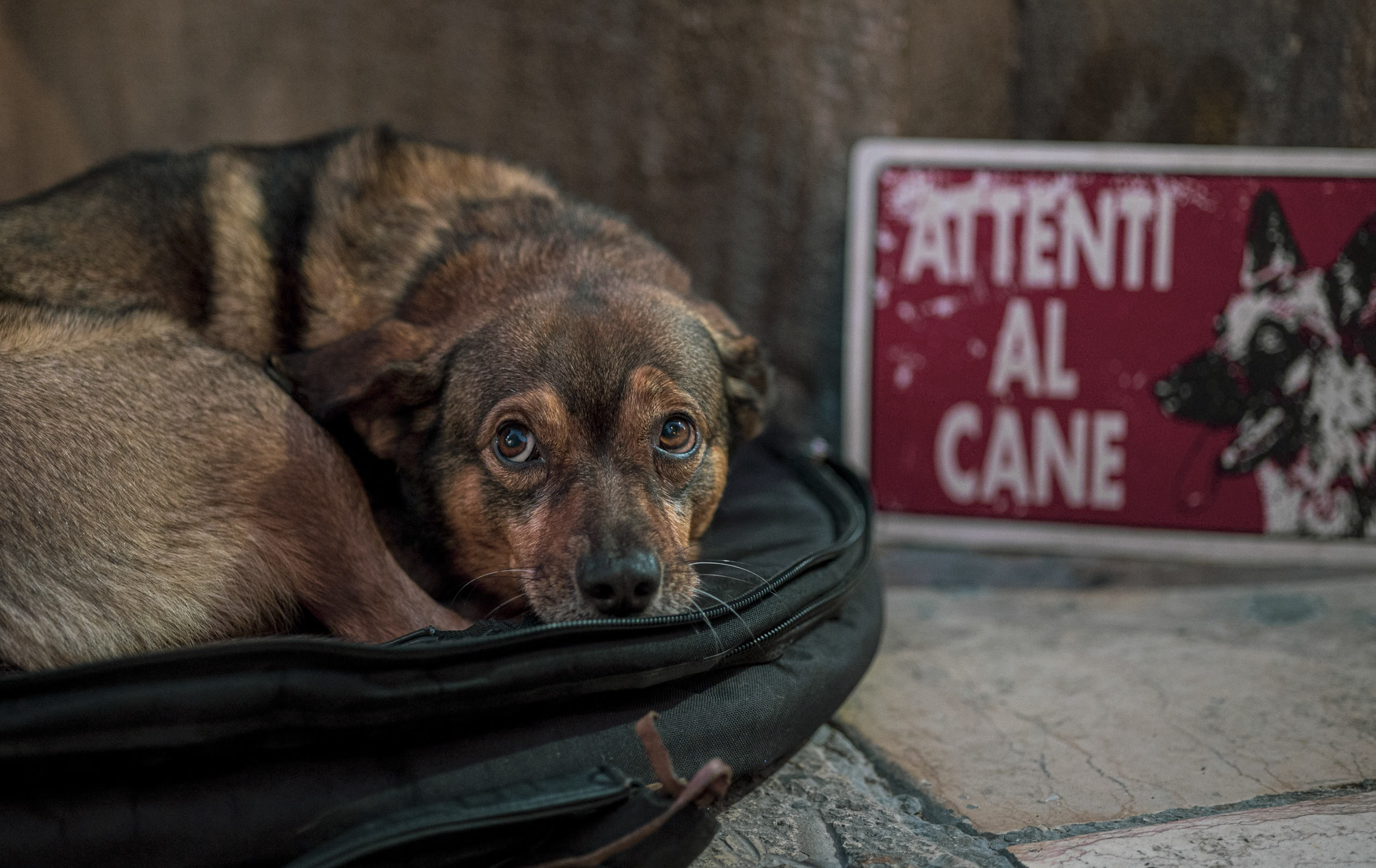 Ein braun-schwarzer Hund liegt in einem runden Bett neben einem roten Schild mit der Aufschrift „attenti al cane“ (Vorsicht vor dem Hund) in weißen Buchstaben und blickt wachsam in die Kamera. © Fotografie Tomas Rodriguez