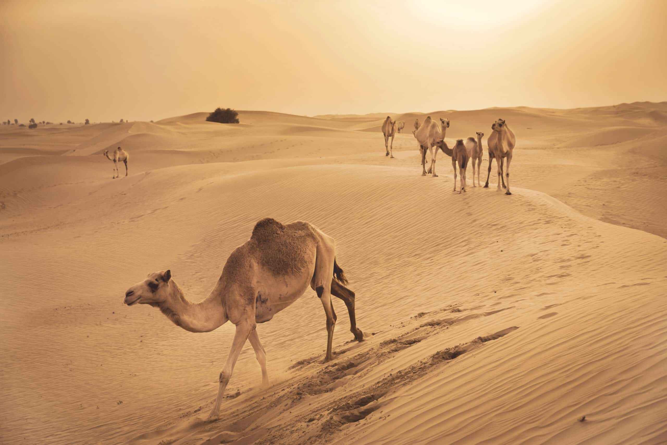 Kamele, die unter einem leuchtend goldenen Himmel sanfte Sanddünen in einer Wüste durchqueren und eine heitere und zeitlose Landschaft darstellen. © Fotografie Tomas Rodriguez