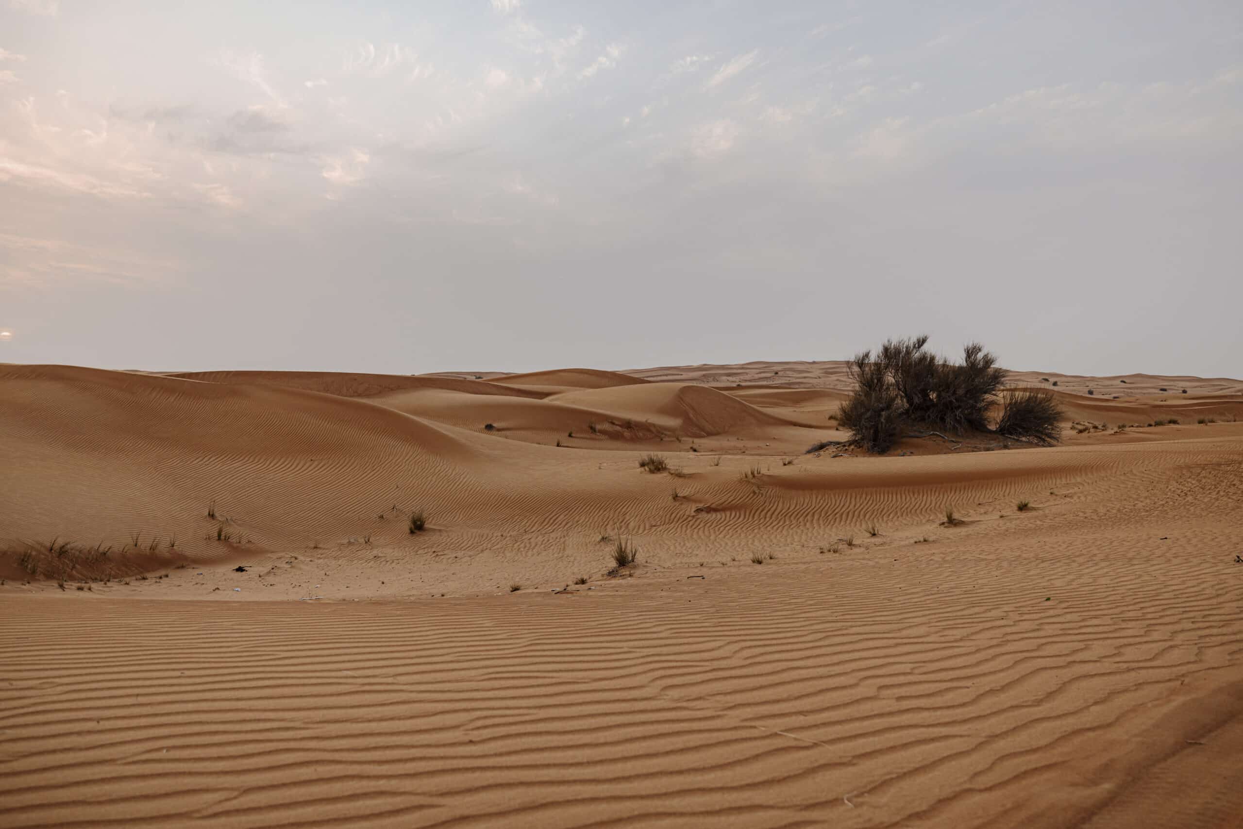 Weite Wüstenlandschaft mit sanften Sanddünen unter einem bewölkten Himmel, mit gewellter Sandstruktur und spärlicher Wüstenvegetation. © Fotografie Tomas Rodriguez