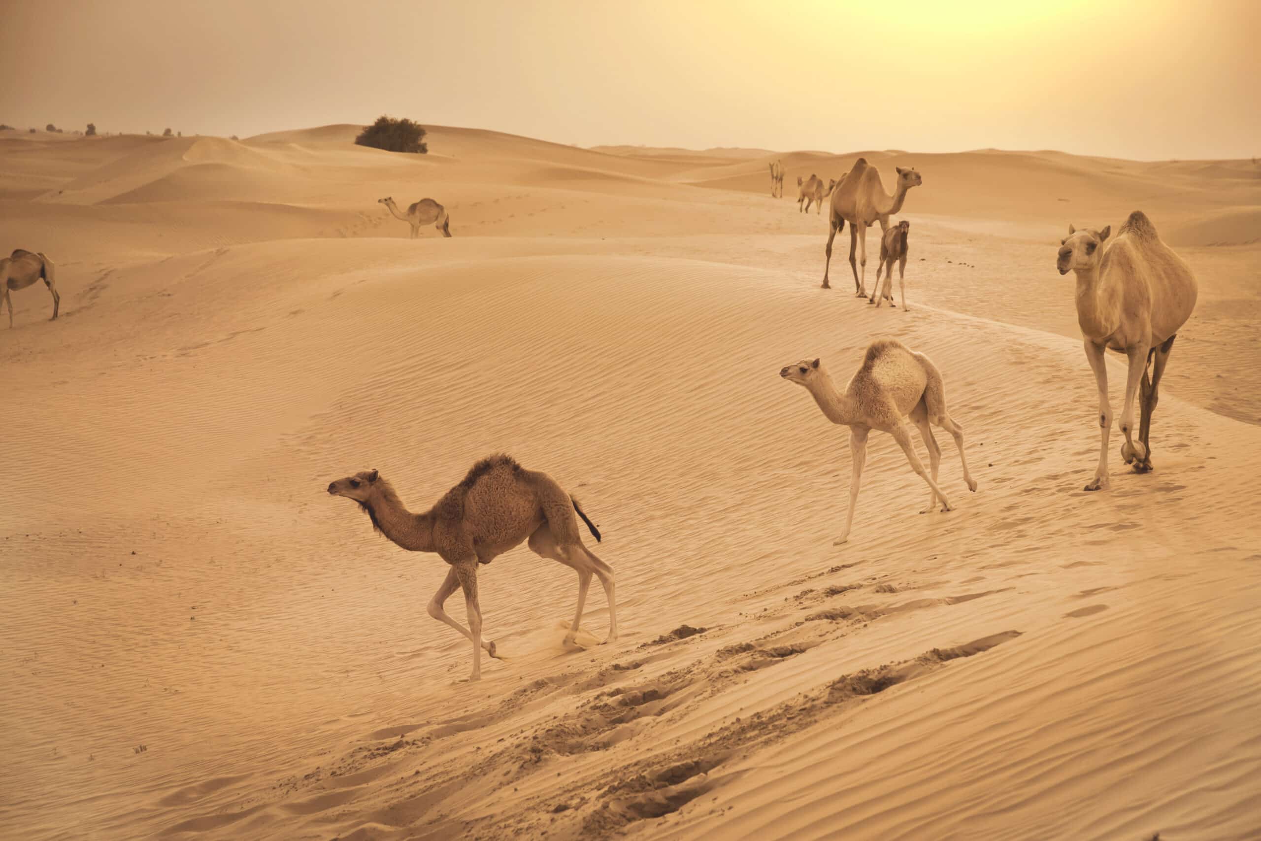 Eine ruhige Wüstenszene bei Sonnenuntergang mit mehreren Kamelen, die unter einem leuchtenden Himmel über wellige Sanddünen wandern. © Fotografie Tomas Rodriguez