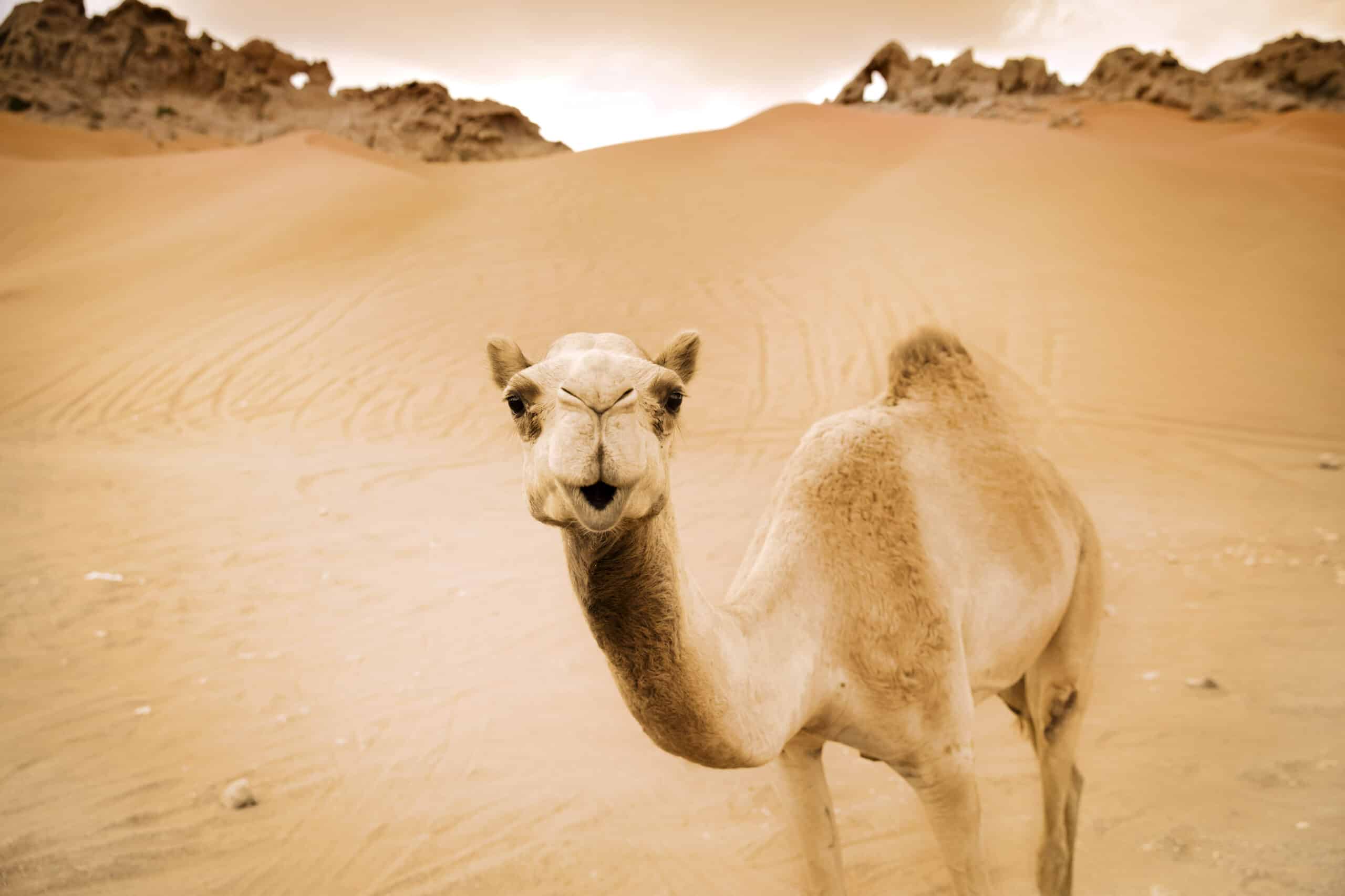 Ein Kamel steht in einer Wüste mit Sanddünen und schroffen Bergen im Hintergrund und blickt direkt in die Kamera. Das Bild hat einen warmen Sepiaton. © Fotografie Tomas Rodriguez