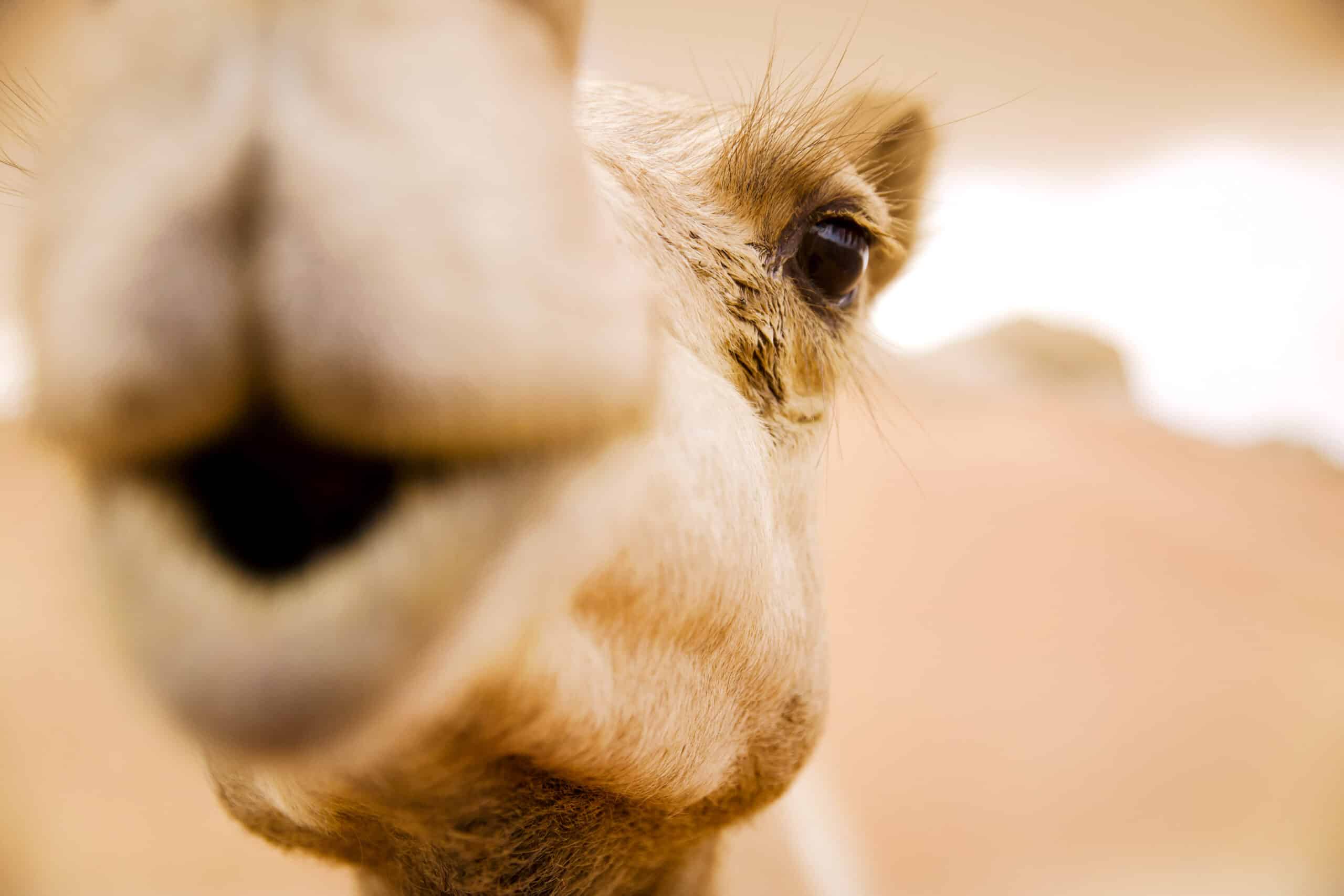 Nahaufnahme des Gesichts eines Kamels mit Fokus auf Nase und Mund vor einem unscharfen Wüstenhintergrund. © Fotografie Tomas Rodriguez
