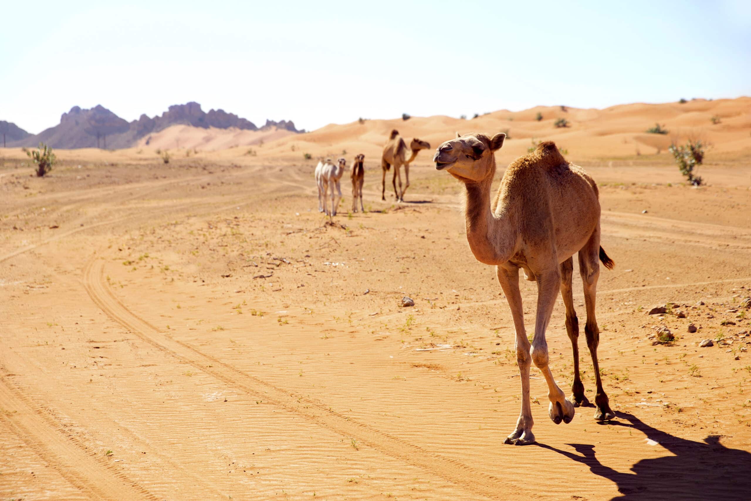 Ein Kamel läuft auf einer Sandstraße in einer Wüstenlandschaft, mit ein paar anderen Kamelen und felsigen Hügeln im Hintergrund unter einem klaren blauen Himmel. © Fotografie Tomas Rodriguez