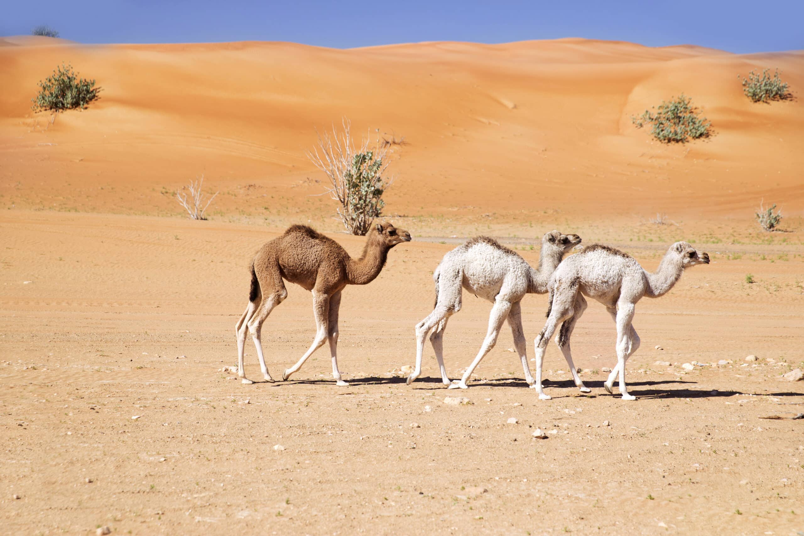 Drei junge Kamele wandern unter einem klaren blauen Himmel durch eine Wüstenlandschaft mit Sanddünen und spärlicher Vegetation. © Fotografie Tomas Rodriguez