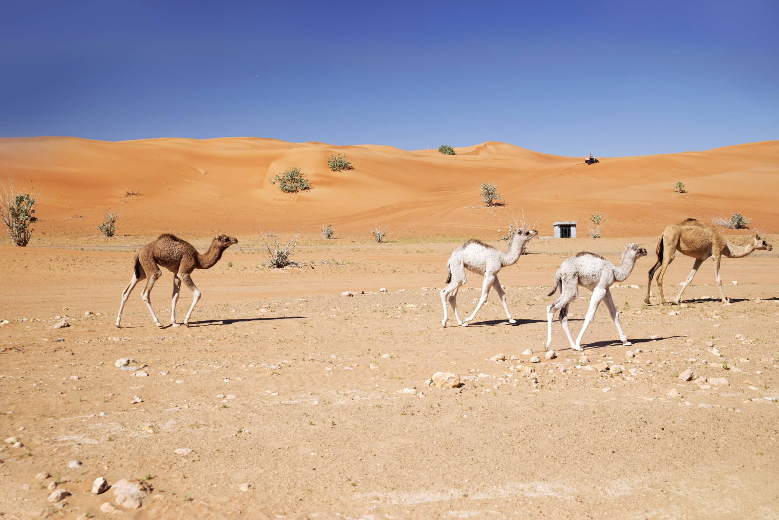 Zwei junge weiße Kamele und ein braunes Kamel wandern unter einem klaren blauen Himmel durch eine Wüstenlandschaft mit spärlicher Vegetation und sanften Sanddünen. © Fotografie Tomas Rodriguez
