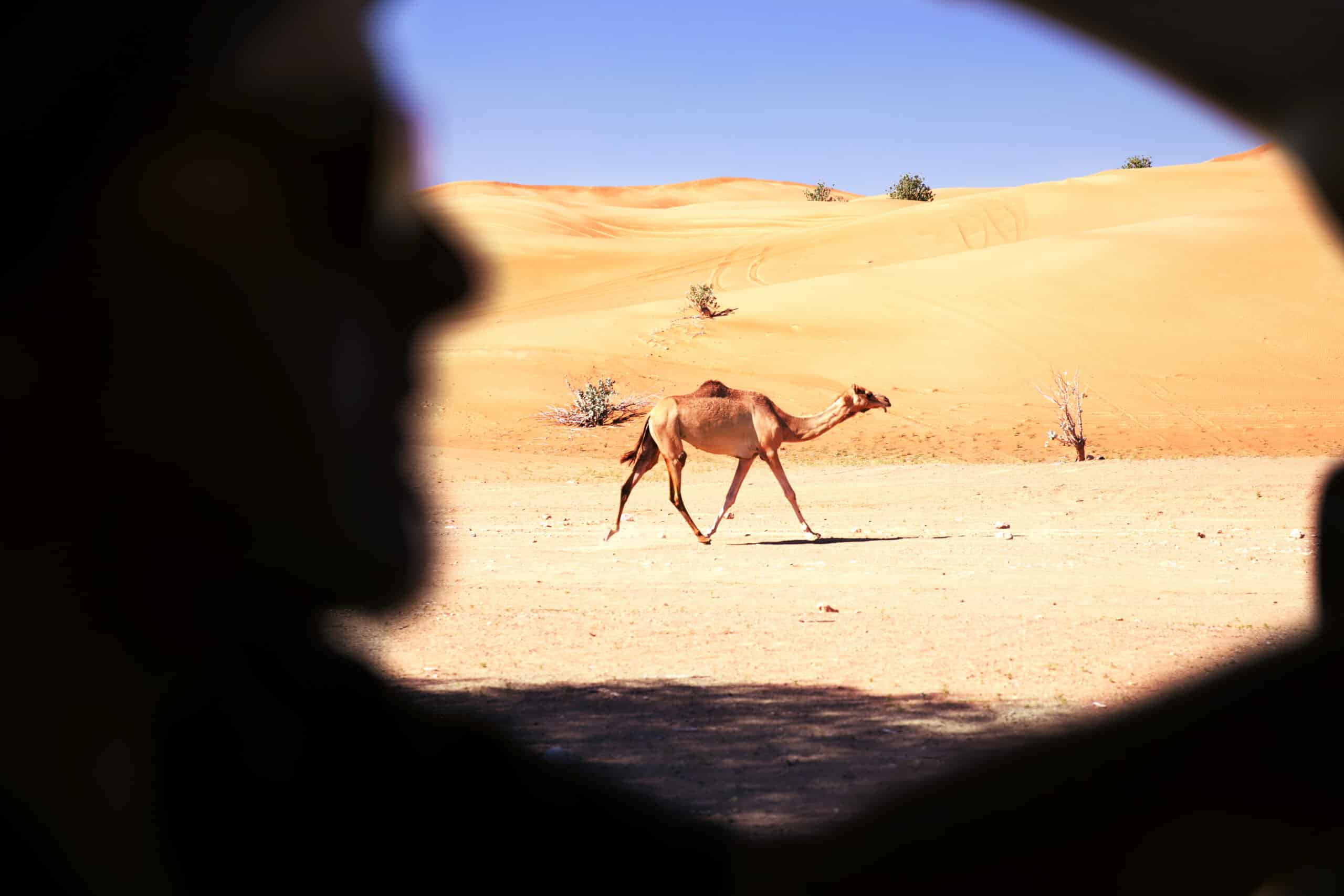 Ein Kamel marschiert durch eine Wüstenlandschaft, eingerahmt von einer dunklen Silhouette im Vordergrund, die an einen Höhlen- oder Tunneleingang erinnert. Die Szene spielt unter einem klaren blauen Himmel. © Fotografie Tomas Rodriguez