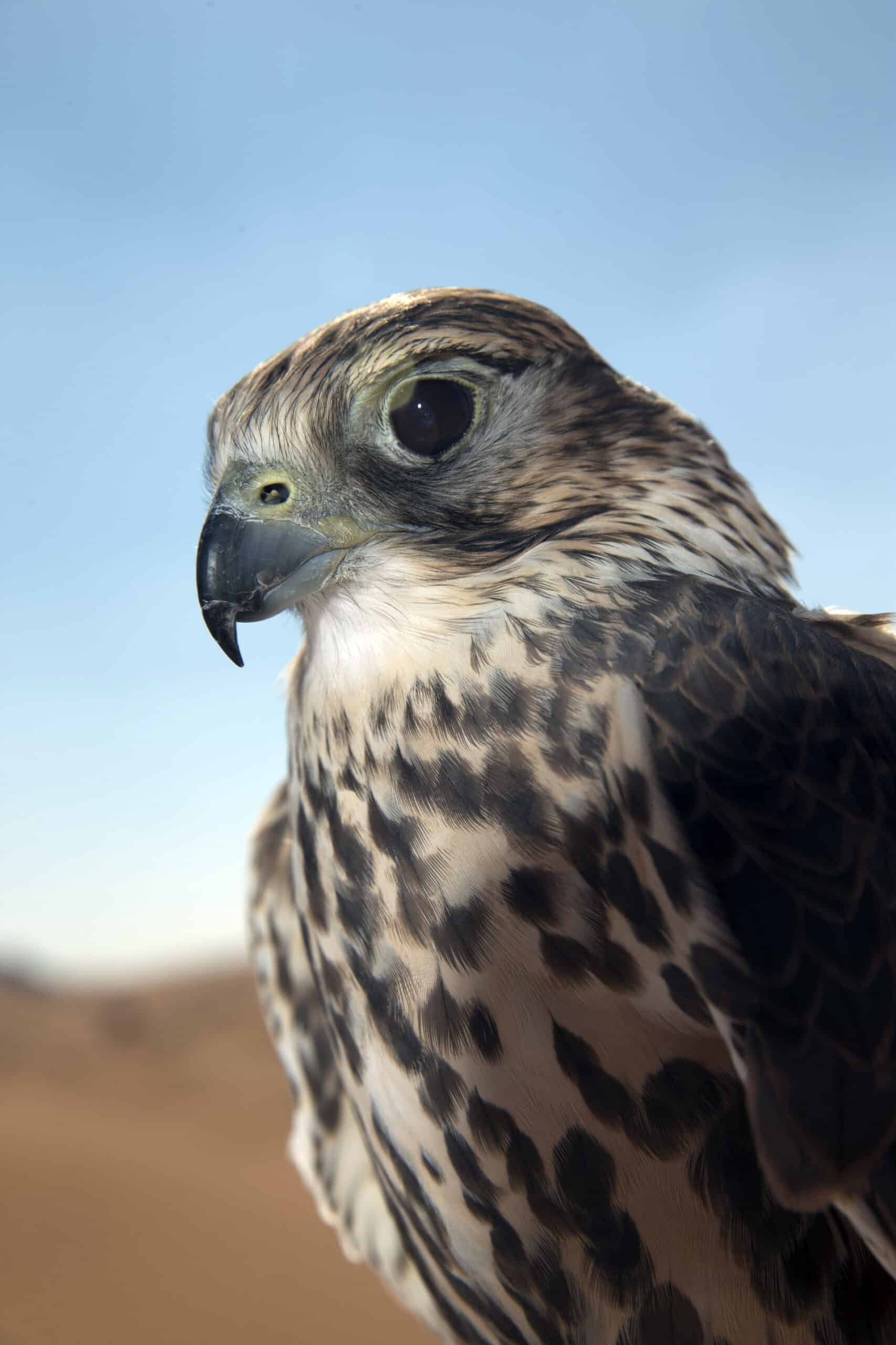 Nahaufnahme eines Falken mit geflecktem Gefieder vor einem unscharfen Wüstenhintergrund. Sein scharfer Blick und seine detaillierten Federn werden vor einem klaren Himmel hervorgehoben. © Fotografie Tomas Rodriguez