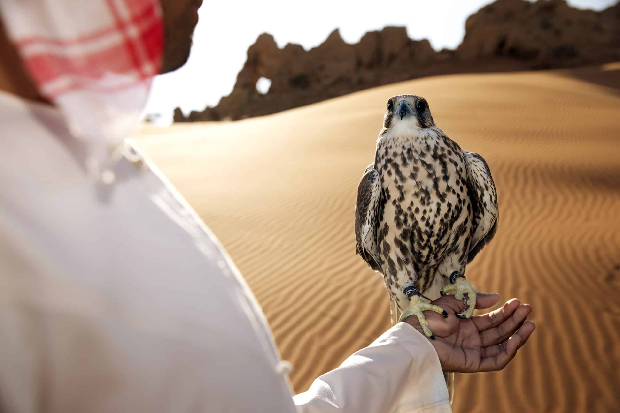 Eine Person in traditioneller Kleidung hält in einer Wüstenlandschaft einen majestätischen Falken auf der linken Hand, wobei der Fokus auf dem Vogel vor einer Kulisse aus Sanddünen und Felsformationen liegt. © Fotografie Tomas Rodriguez