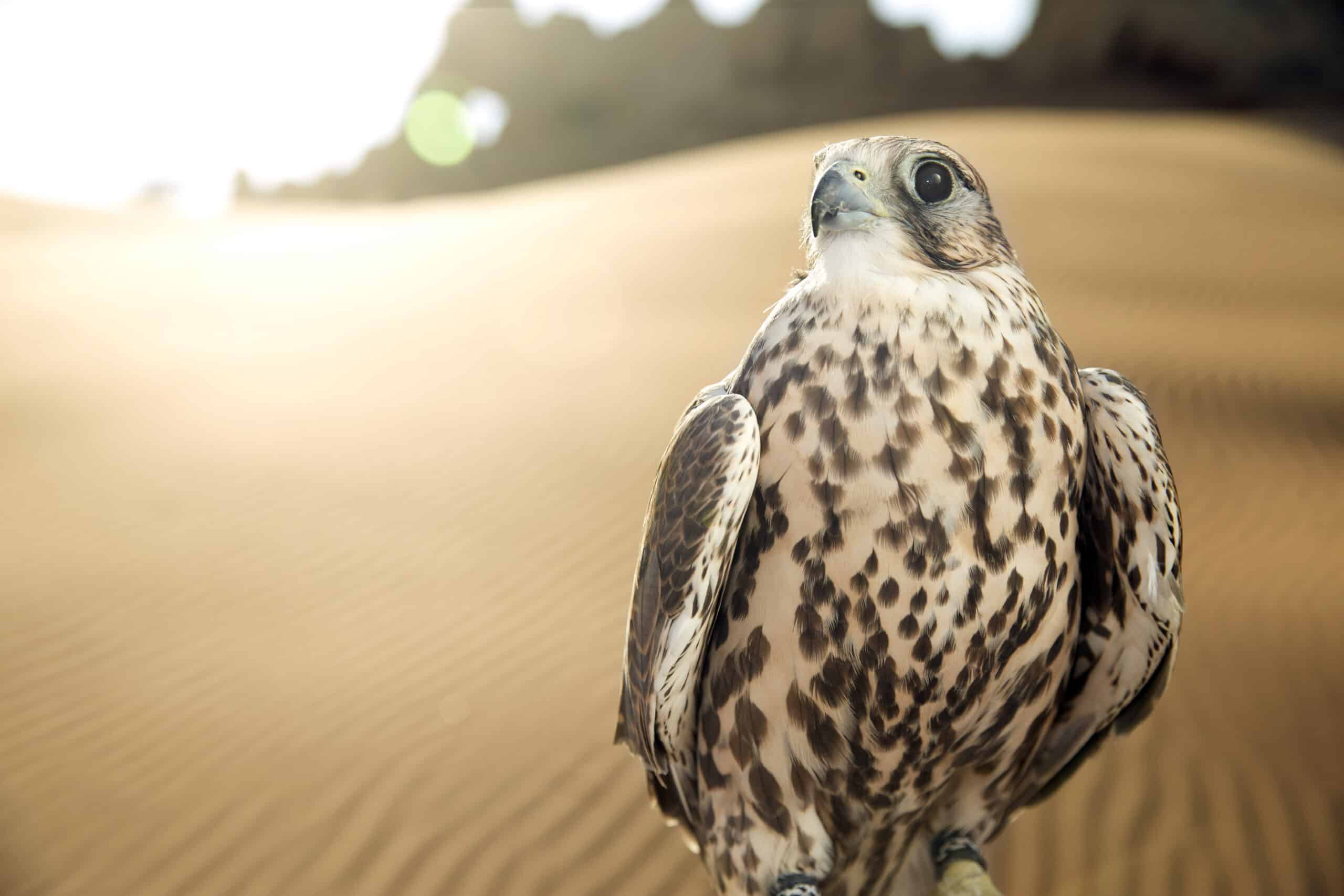 Ein majestätischer Falke steht in einer Sandwüste mit sonnenbeschienenen Dünen im Hintergrund und sein scharfer Blick ist nach vorn gerichtet, hervorgehoben durch das warme Gegenlicht der untergehenden Sonne. © Fotografie Tomas Rodriguez