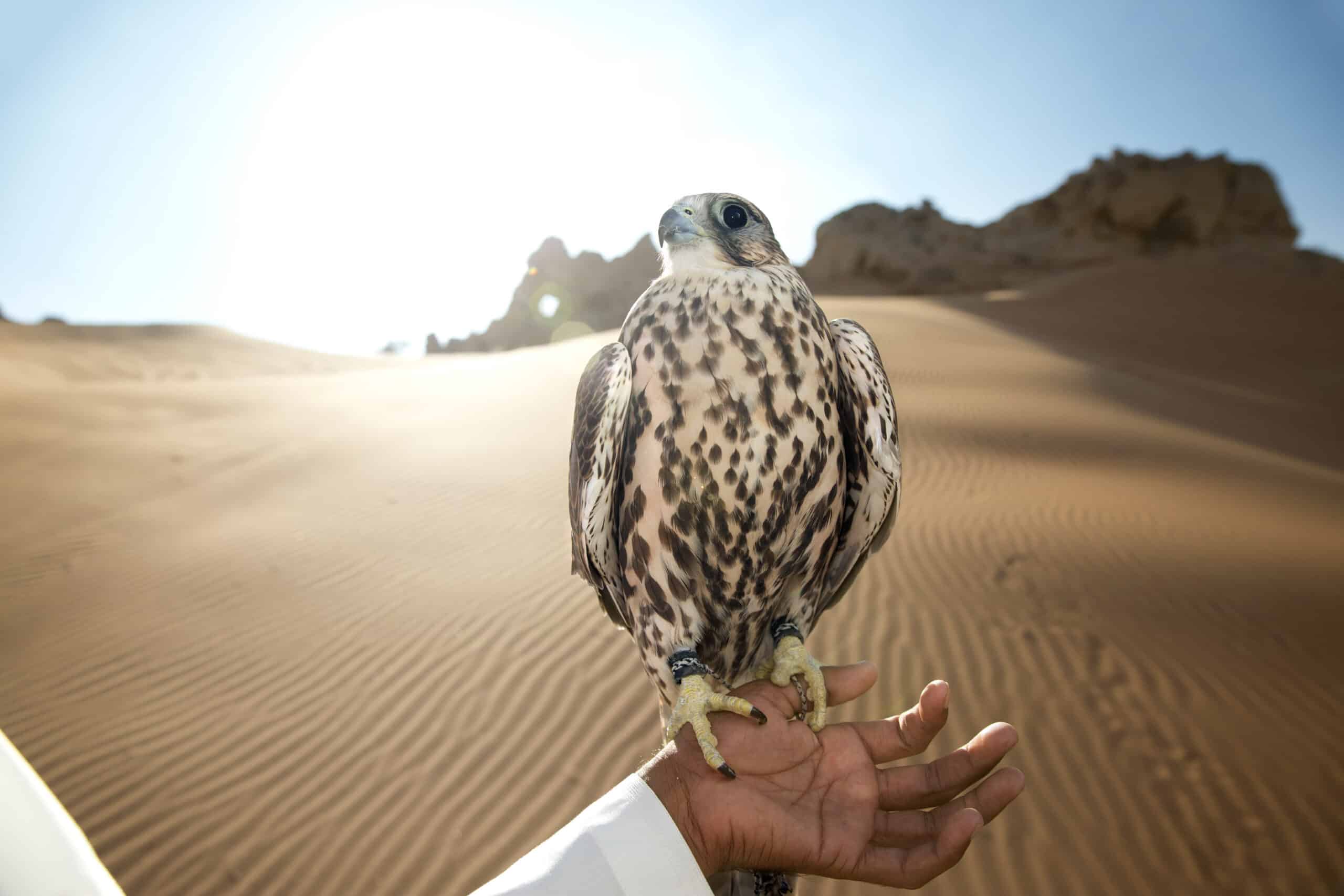 Ein Falke, der auf einer behandschuhten Hand in einer Wüstenlandschaft thront, mit Sanddünen und Felsformationen im Hintergrund unter einem klaren Himmel. © Fotografie Tomas Rodriguez
