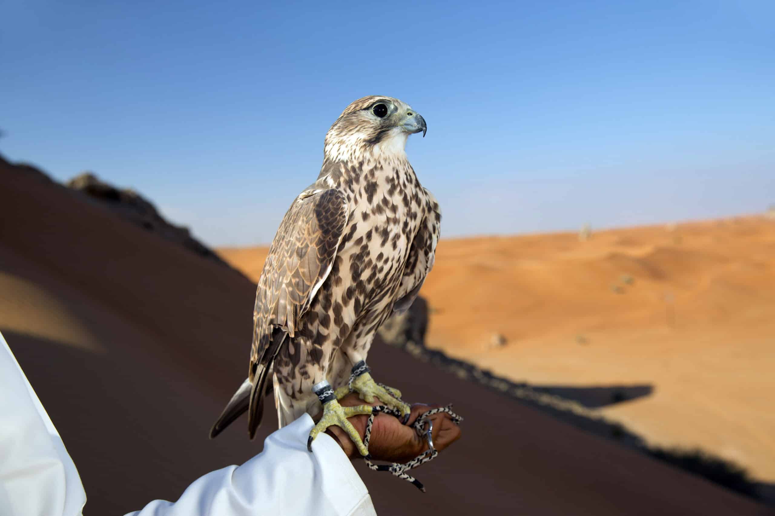 Ein Falke, der auf einer behandschuhten Hand thront, vor der Kulisse sanfter Wüstendünen unter einem klaren Himmel. © Fotografie Tomas Rodriguez