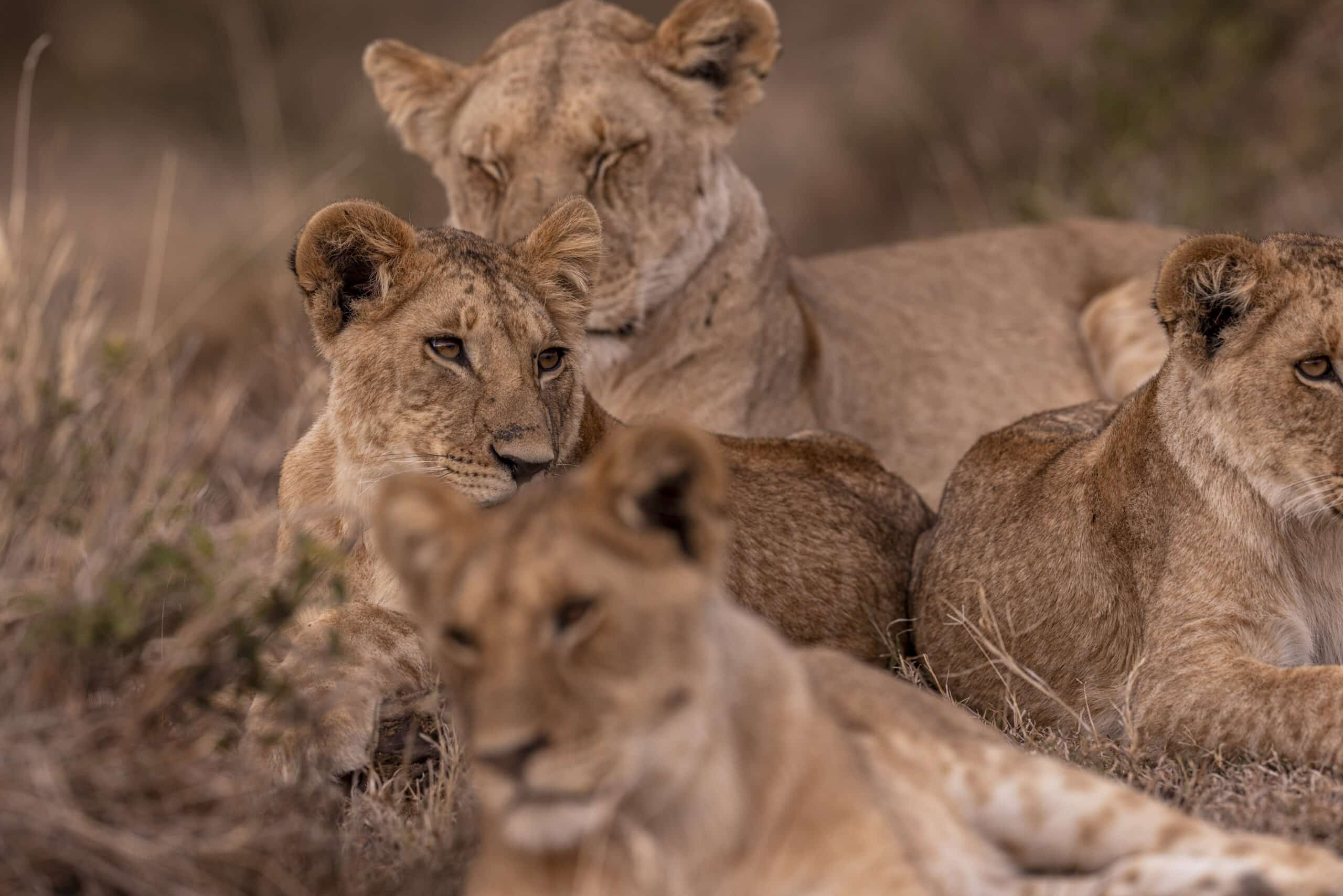 Eine Gruppe Löwen ruht gemeinsam in der Savanne. Im Fokus steht ein junger Löwe, der direkt in die Kamera blickt, umgeben von anderen, die im Gras faulenzen. © Fotografie Tomas Rodriguez