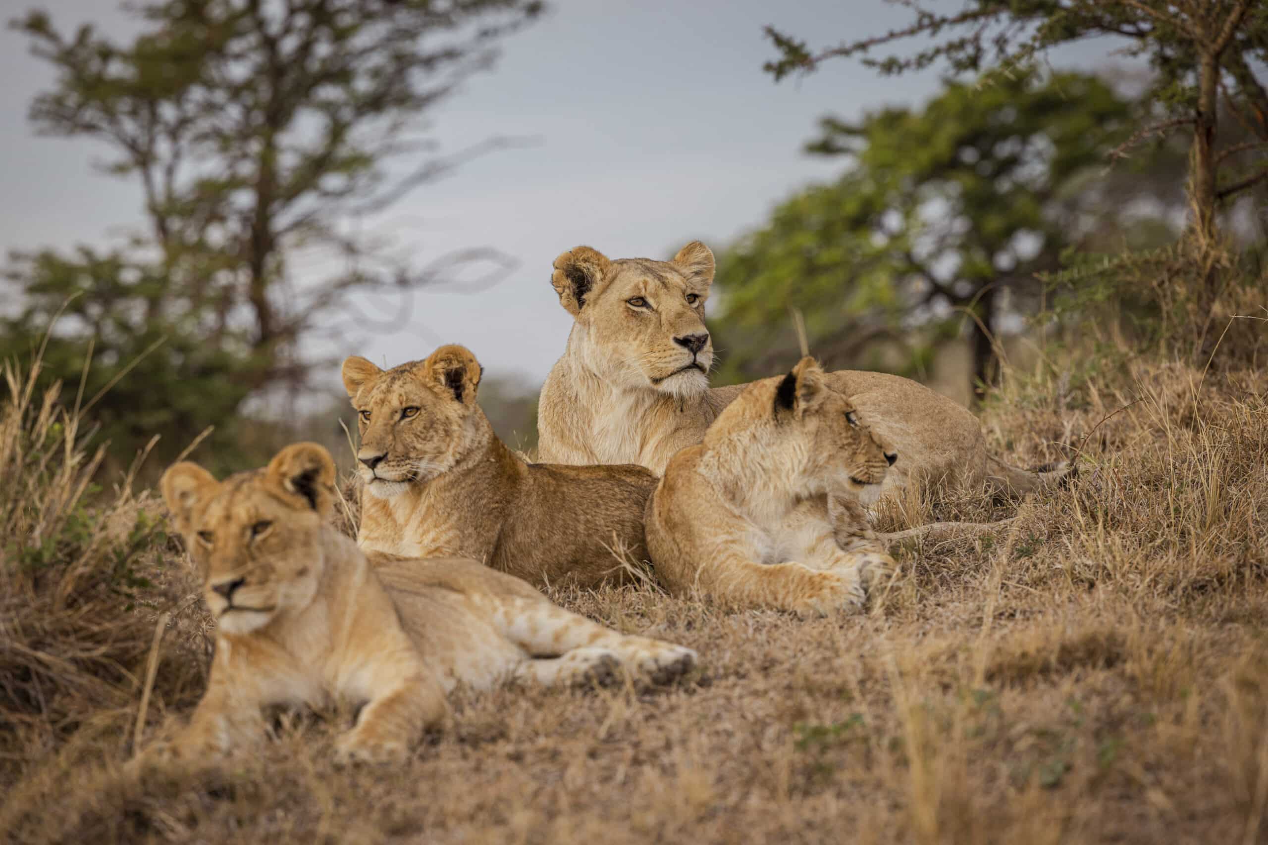 Ein Rudel Löwen ruht sich in einer grasbewachsenen Savanne aus. Im Vordergrund sind drei Löwen zu sehen. Der mittlere Löwe, vermutlich ein junges Weibchen, wirkt wachsam, während die anderen um ihn herum entspannen. © Fotografie Tomas Rodriguez