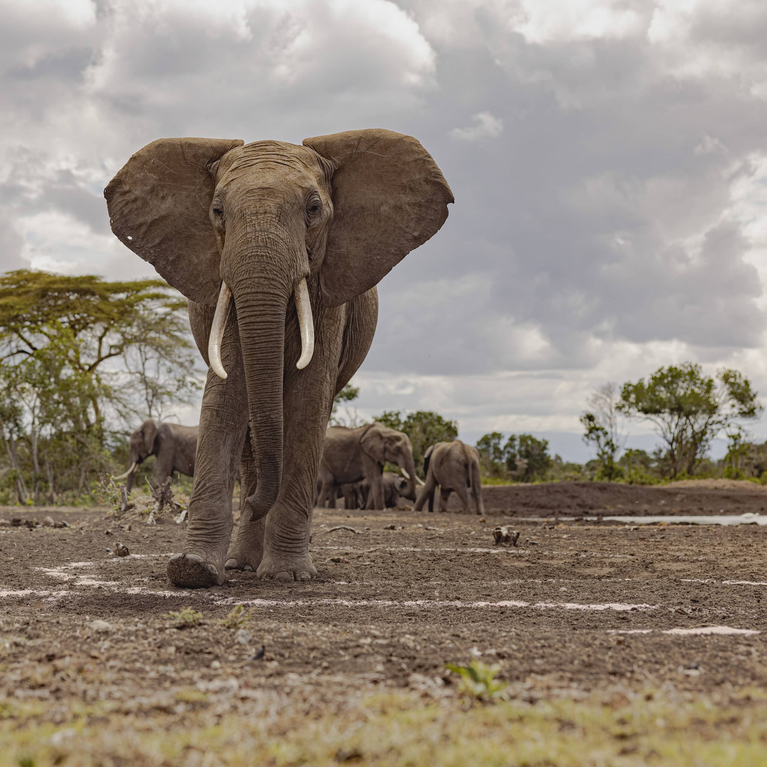 Ein afrikanischer Elefant mit großen Stoßzähnen nähert sich der Kamera. Im Hintergrund ist eine Herde unter einem bewölkten Himmel in einer Savannenlandschaft zu sehen. © Fotografie Tomas Rodriguez