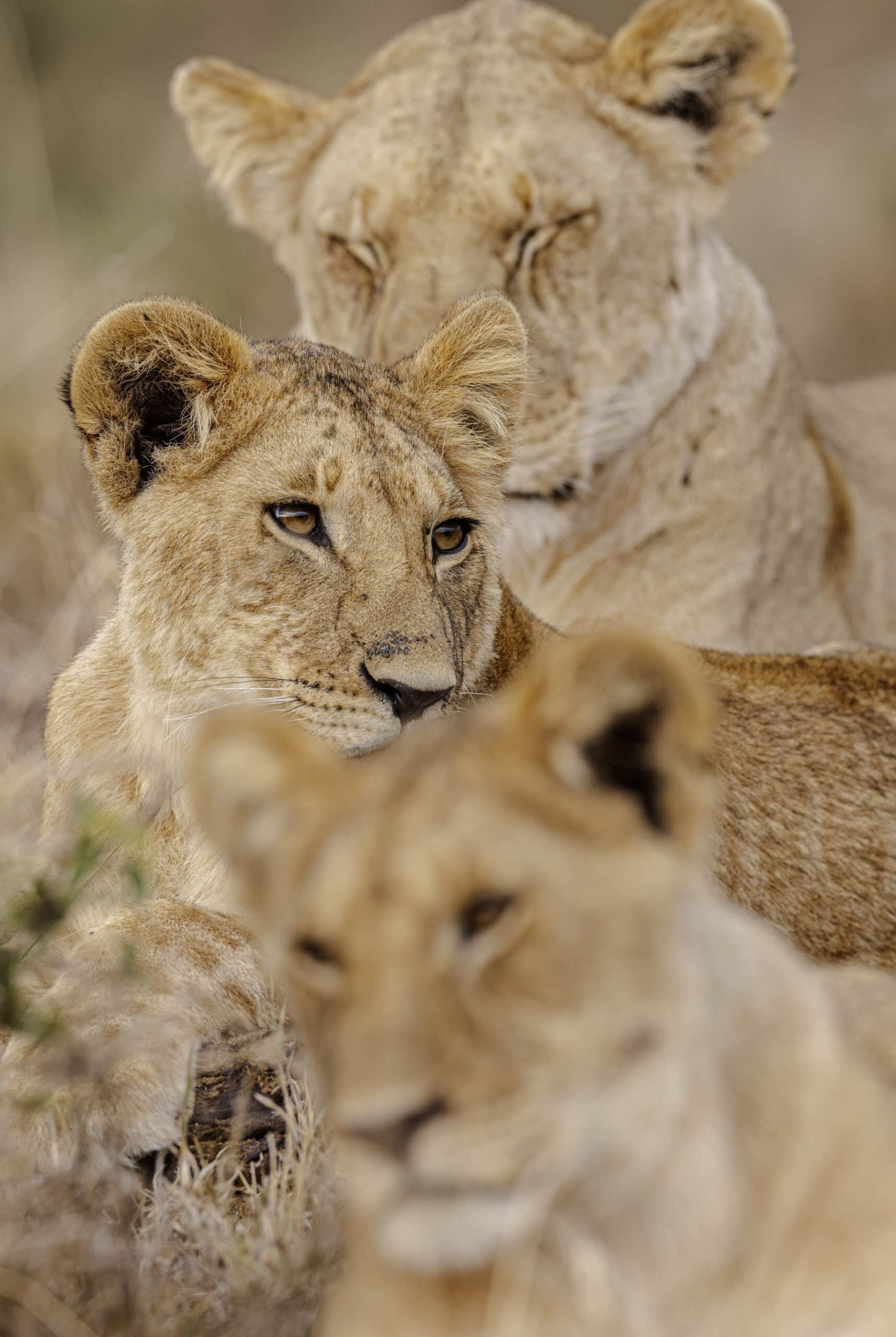 Eine Nahaufnahme von drei Löwen in freier Wildbahn. Im Vordergrund steht ein junger Löwe, der direkt in die Kamera blickt, während zwei andere dicht dahinter ruhen und leicht unscharf sind. © Fotografie Tomas Rodriguez