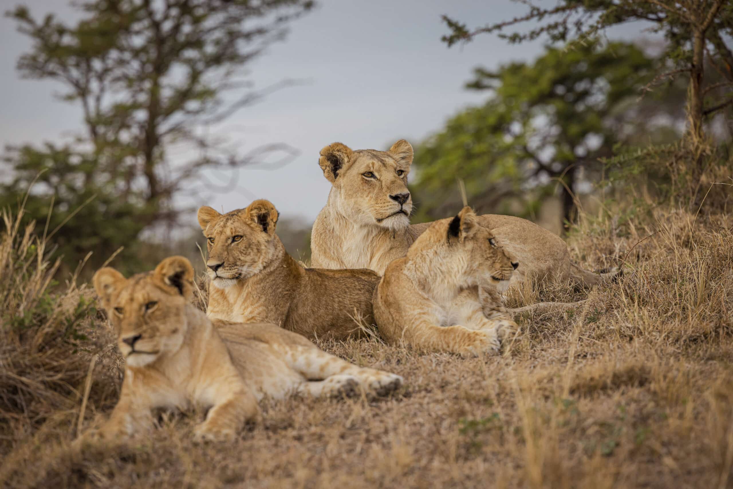 Ein Rudel von vier Löwen ruht im trockenen Gras, im Hintergrund spärlich vereinzelte Bäume, in einer natürlichen Savannenlandschaft. Der Fokus liegt auf einer sitzenden Löwin, die aufmerksam zur Seite blickt. © Fotografie Tomas Rodriguez