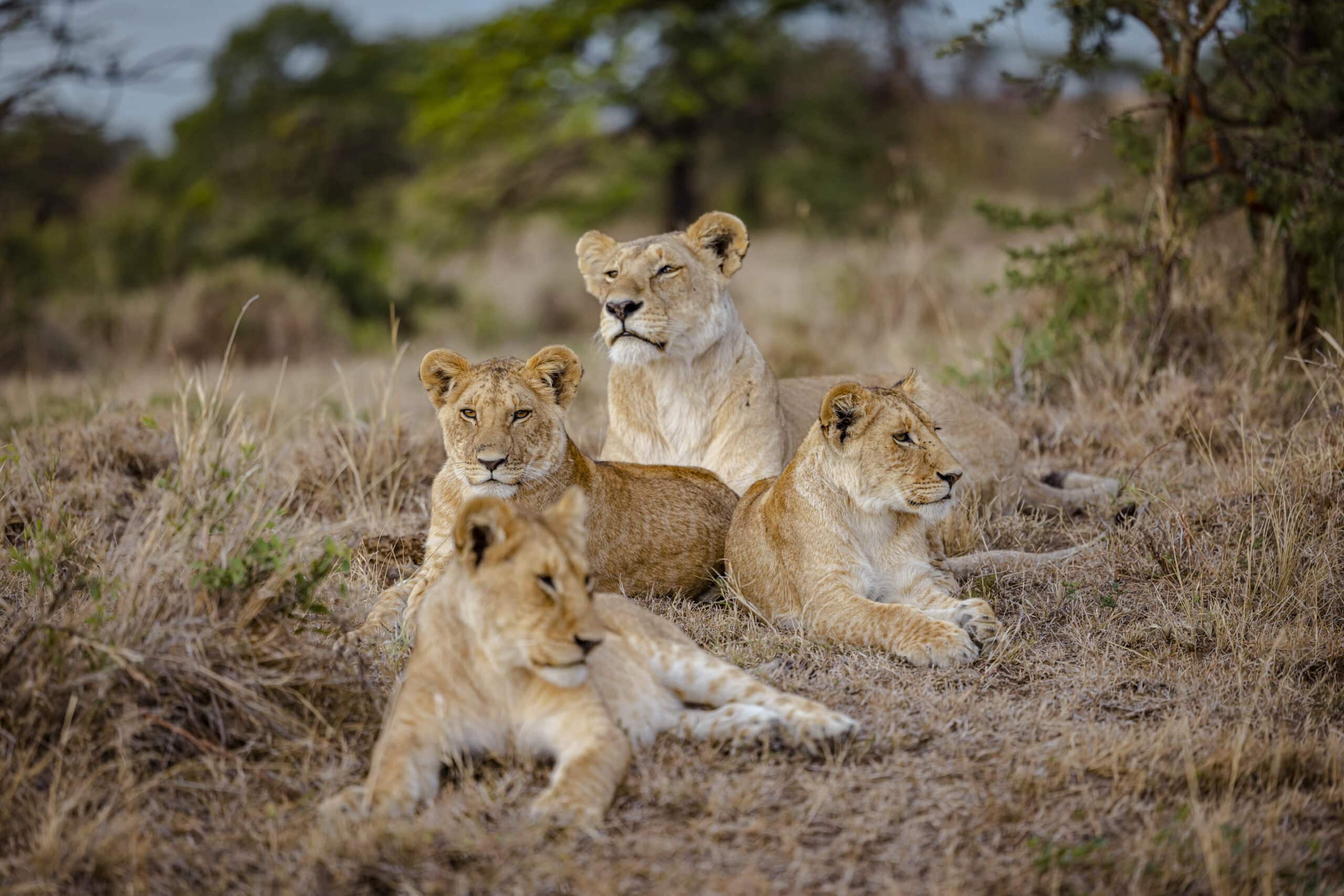 Vier Löwen faulenzen in einer grasbewachsenen Savanne mit Büschen und Bäumen im Hintergrund. Die Löwen wirken entspannt, zwei sitzen aufrecht, während zwei liegen und nach vorne blicken. © Fotografie Tomas Rodriguez