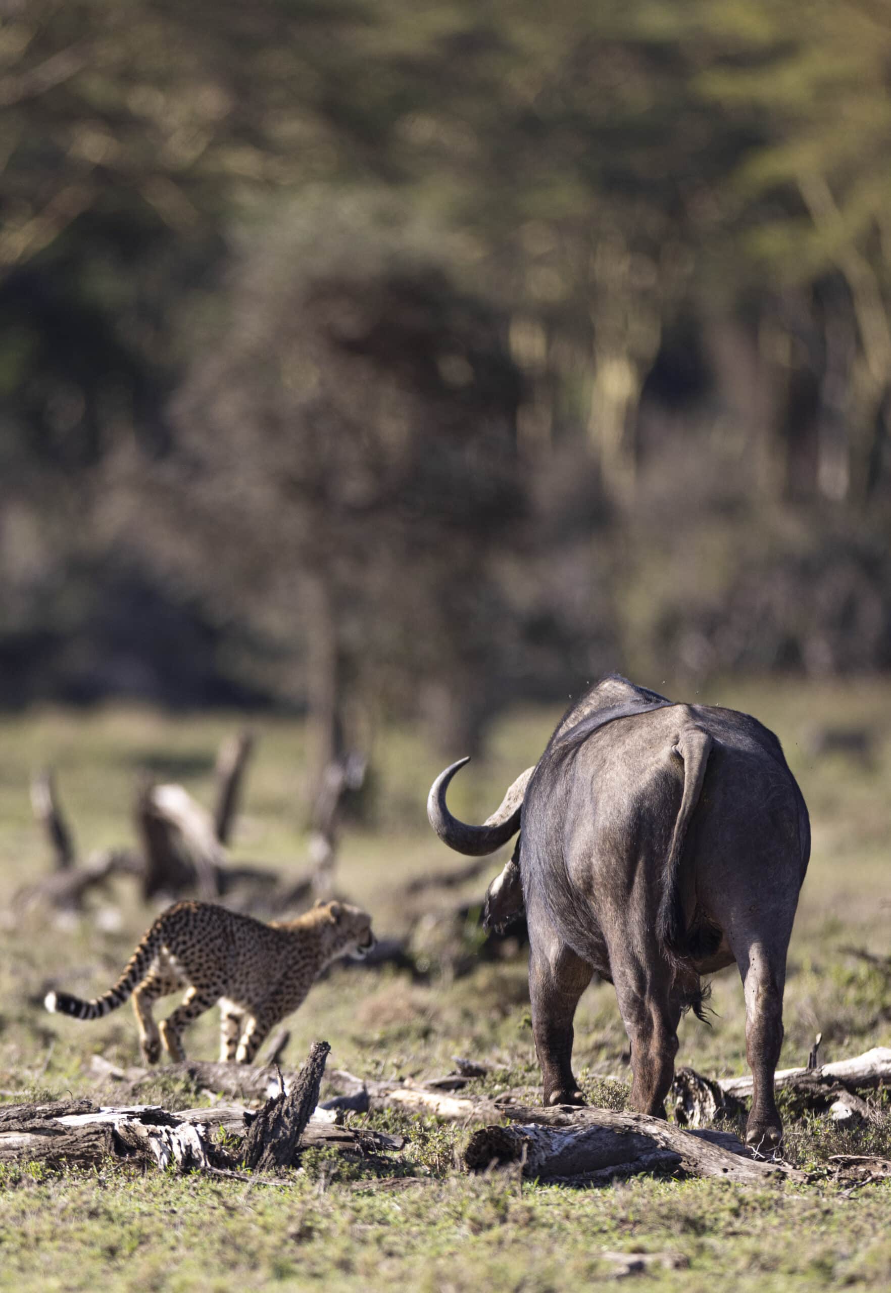 Ein Gepard nähert sich in einer grasbewachsenen Savanne vorsichtig von hinten einem Büffel, im Hintergrund sind Bäume unter einem klaren Himmel zu sehen. © Fotografie Tomas Rodriguez