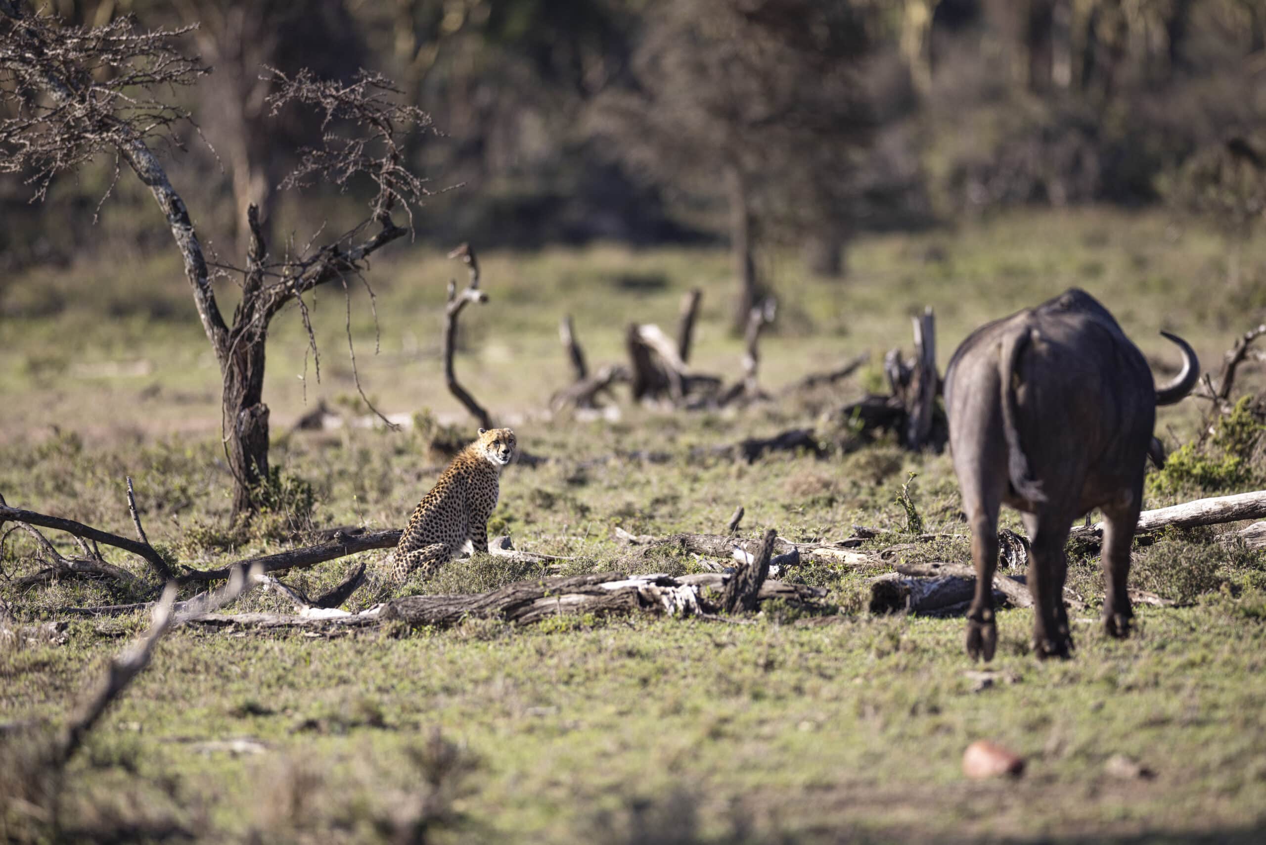 Ein Gepard kauert wachsam in einer grasbewachsenen Savanne, einem großen Büffel gegenüber, der mit dem Rücken zum Geparden steht und so eine angespannte Wildtierszene illustriert. © Fotografie Tomas Rodriguez