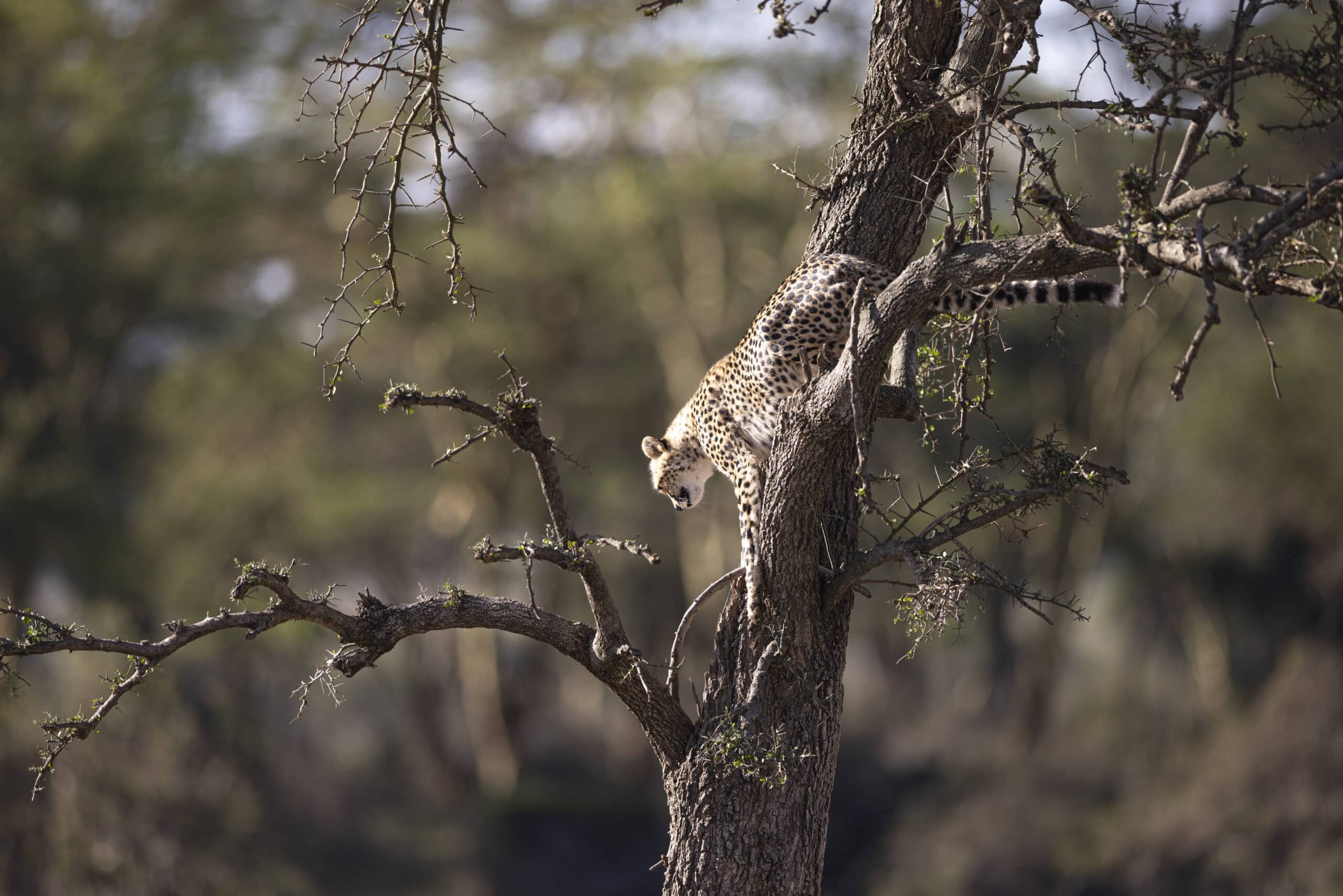 Ein Gepard thront auf einem Ast, getarnt zwischen dem Gewirr von Ästen und Blättern in einer sonnenbeschienenen Savannenlandschaft. © Fotografie Tomas Rodriguez