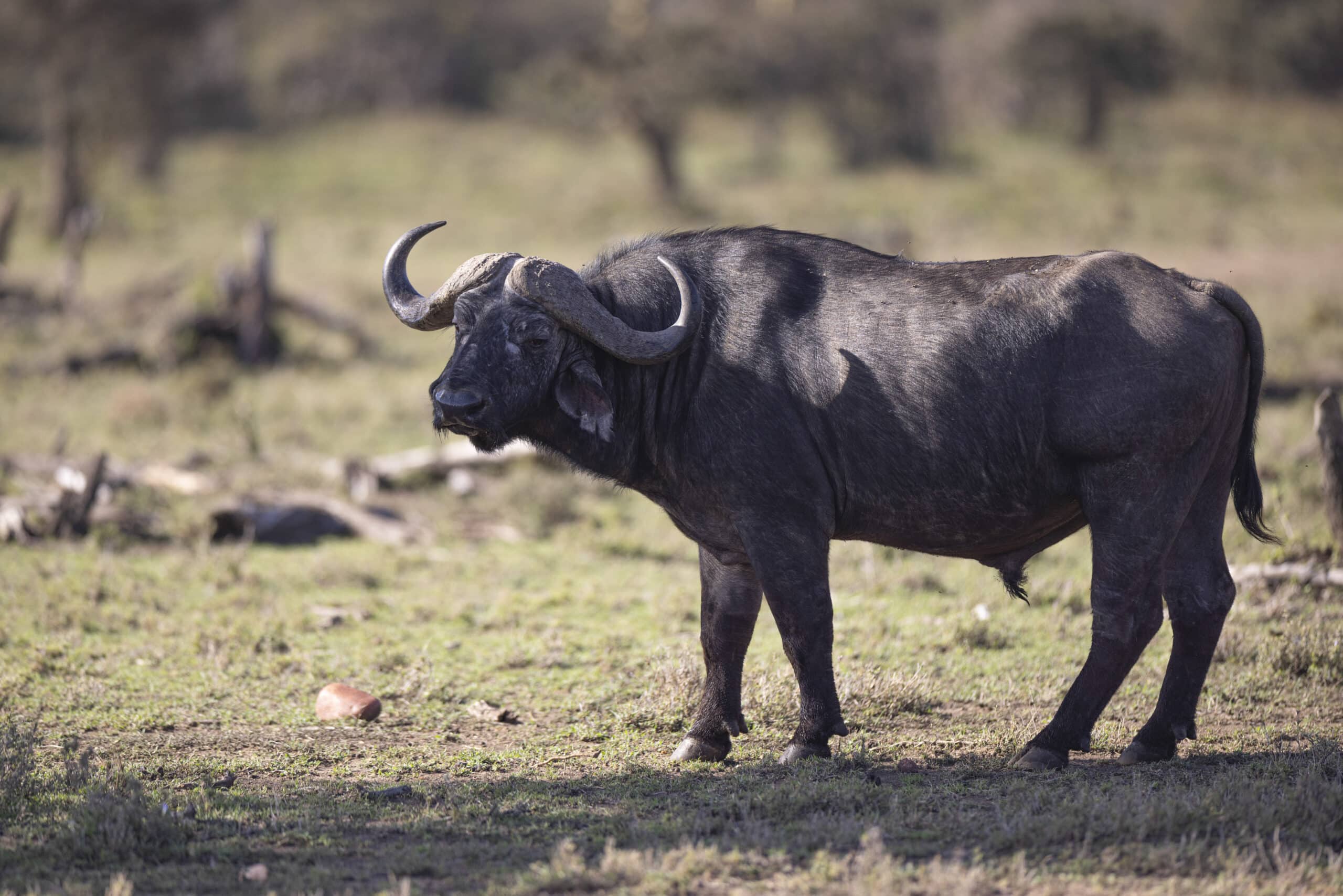 Ein einsamer Kaffernbüffel steht auf einer Wiese. Seine imposanten Hörner sind gebogen und glänzend vor der sanften, natürlichen Kulisse vereinzelter Bäume und des Sonnenlichts. © Fotografie Tomas Rodriguez