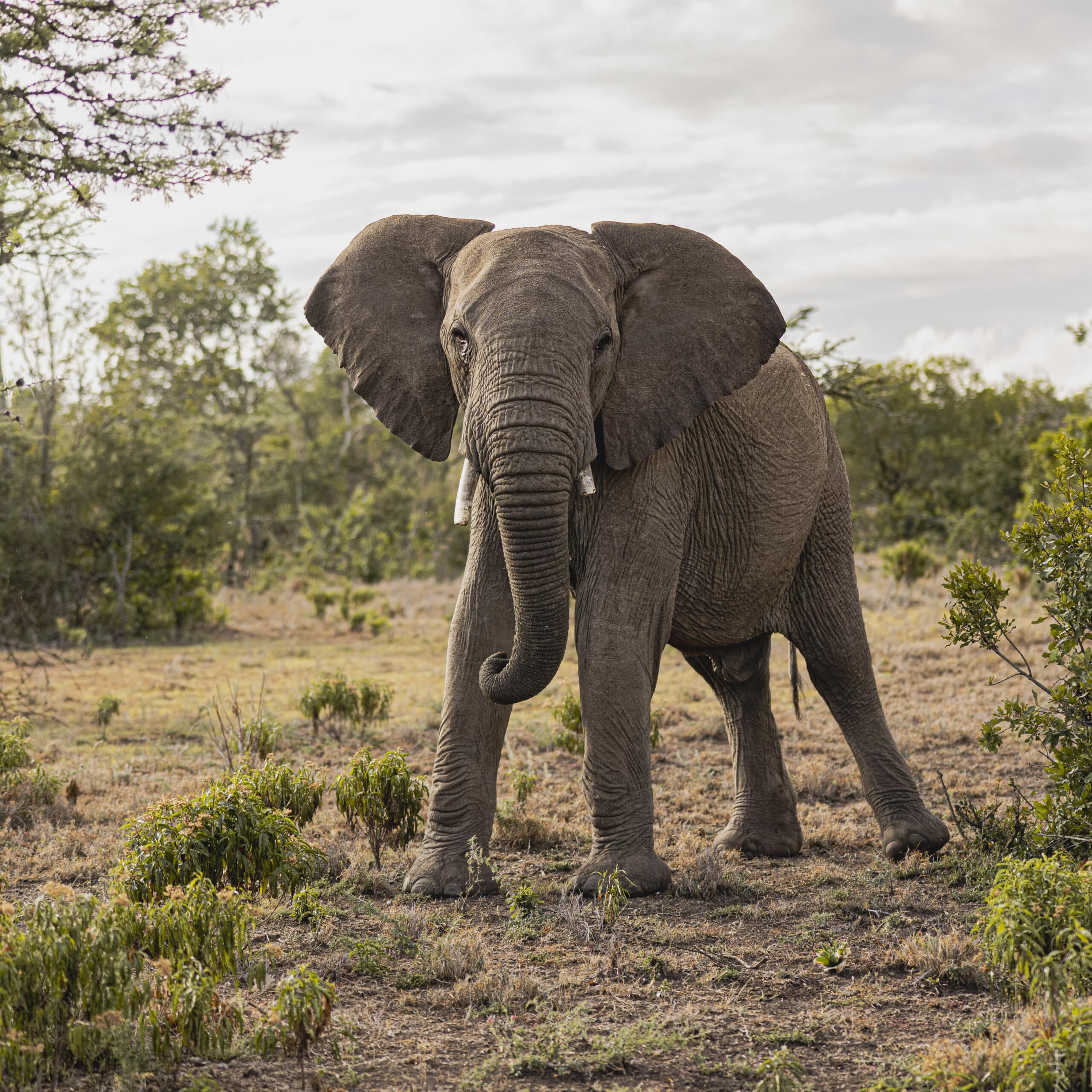 Ein afrikanischer Elefant steht in einer grasbewachsenen Savanne, umgeben von grünen Sträuchern und Bäumen, unter einem bewölkten Himmel. Die großen Ohren des Elefanten sind weit gespreizt und sein Rüssel hängt sanft nach vorne. © Fotografie Tomas Rodriguez