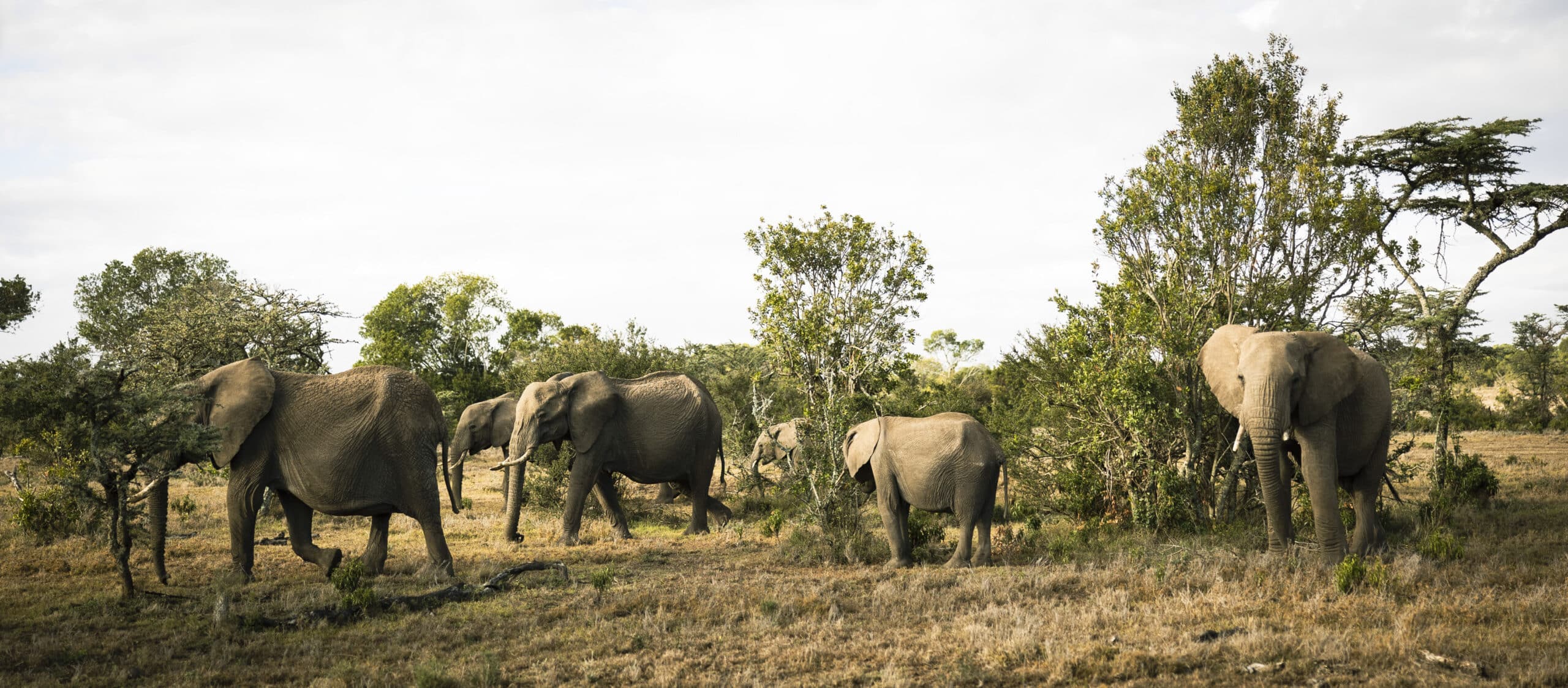 Eine Herde Elefanten, darunter ein Kalb, schreitet anmutig durch eine grasbewachsene afrikanische Savanne mit Bäumen und einem klaren Himmel im Hintergrund. © Fotografie Tomas Rodriguez