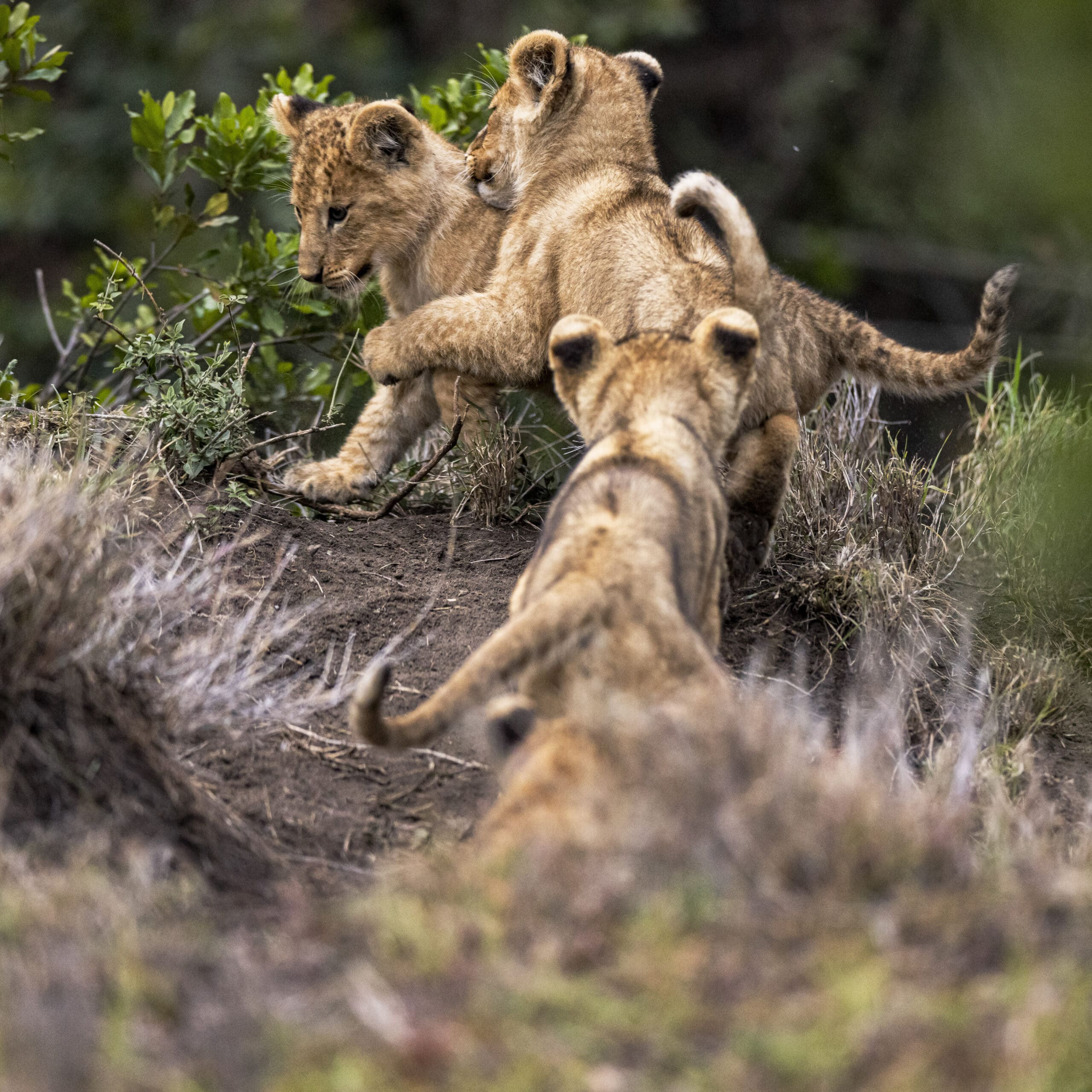 Drei Löwenjunge interagieren spielerisch in einer natürlichen Umgebung. Einer springt auf den anderen zu, während der dritte zusieht. Sie sind von grünem Laub und Erde umgeben. © Fotografie Tomas Rodriguez
