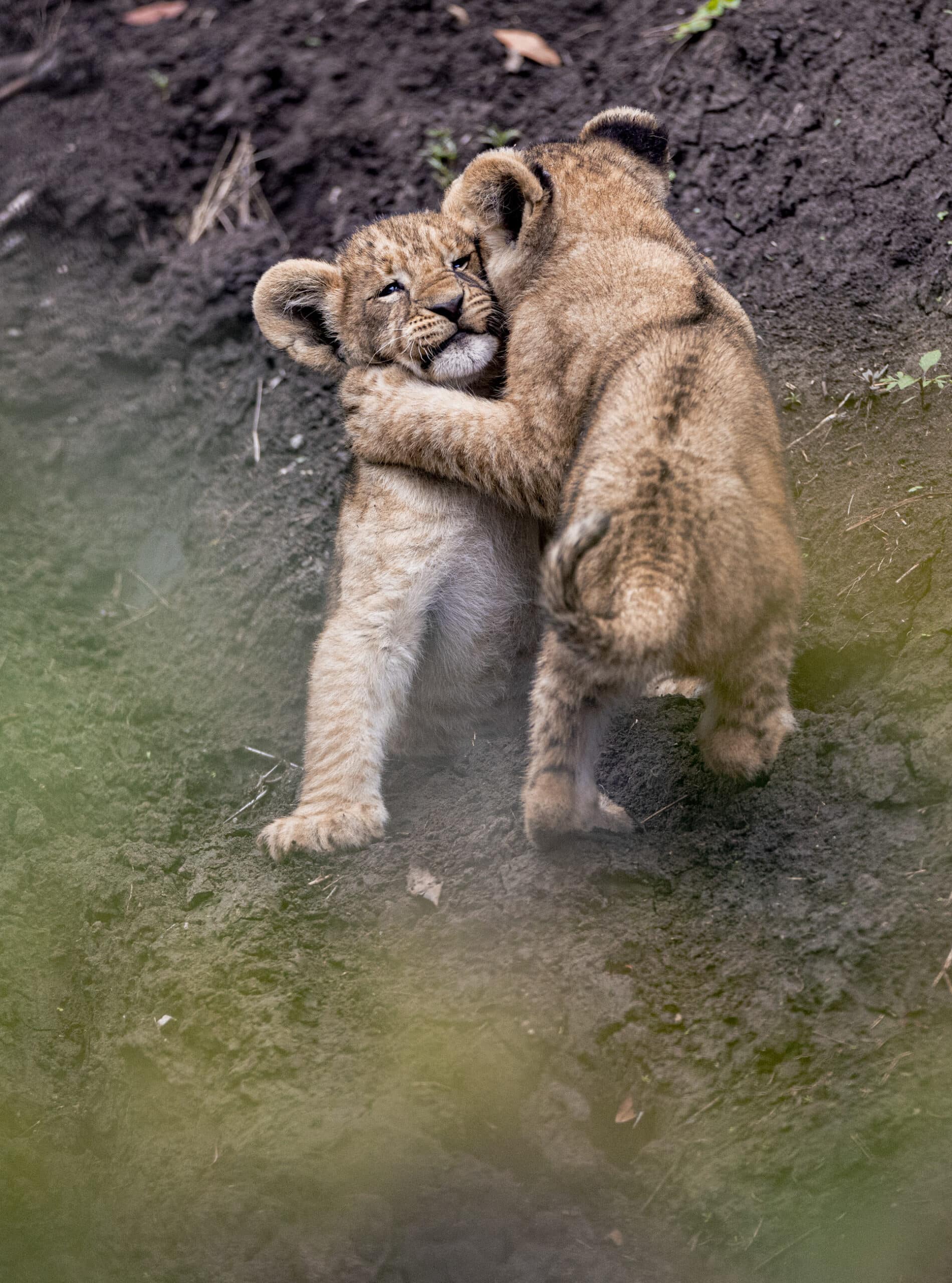 Zwei Löwenjunge umarmen sich spielerisch. Einer klammert sich an den Hals des anderen, ein herzerwärmender Ausdruck geschwisterlicher Zuneigung vor einem weichen, erdigen Hintergrund. © Fotografie Tomas Rodriguez