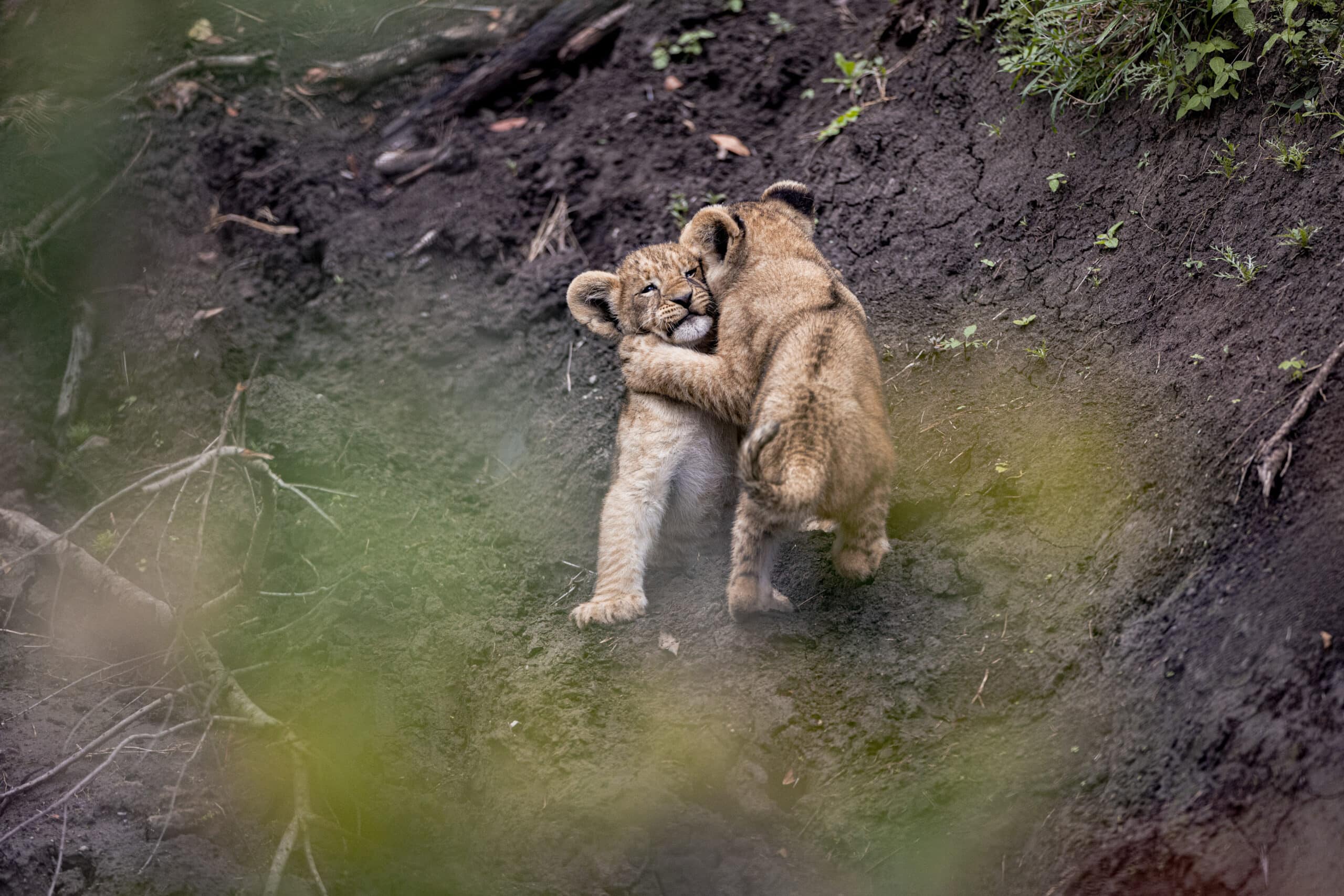 Zwei Löwenjunge, die neben üppigem Grün spielerisch im Dreck balgen, aufgenommen von einem erhöhten, verdeckten Aussichtspunkt. © Fotografie Tomas Rodriguez