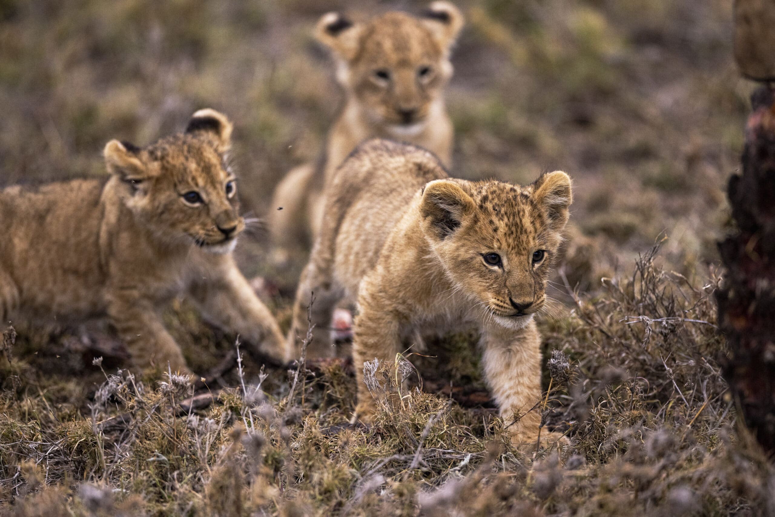 Drei Löwenjunge erkunden gemeinsam das Grasland. Einer steht im Vordergrund und blickt direkt in die Kamera, während die anderen beiden im Hintergrund spielen. © Fotografie Tomas Rodriguez