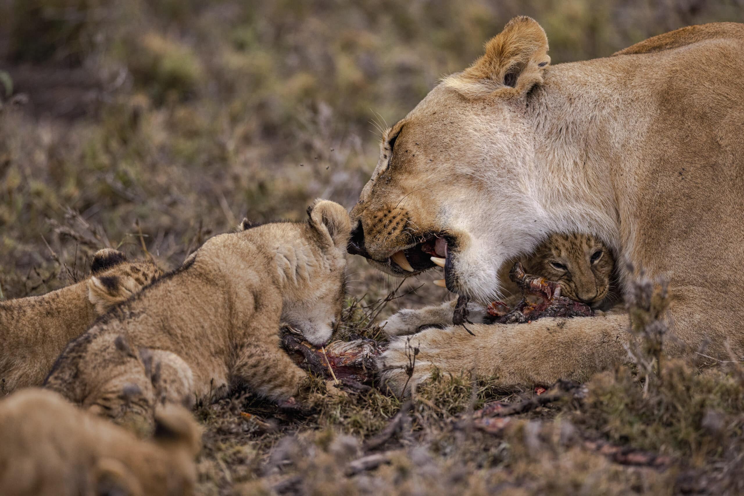 Eine Löwin ernährt sich in einer Graslandschaft von einem Kadaver und hat neben sich zwei Junge. Dies ist der Ausdruck eines Moments der Zuneigung in der Wildnis. © Fotografie Tomas Rodriguez