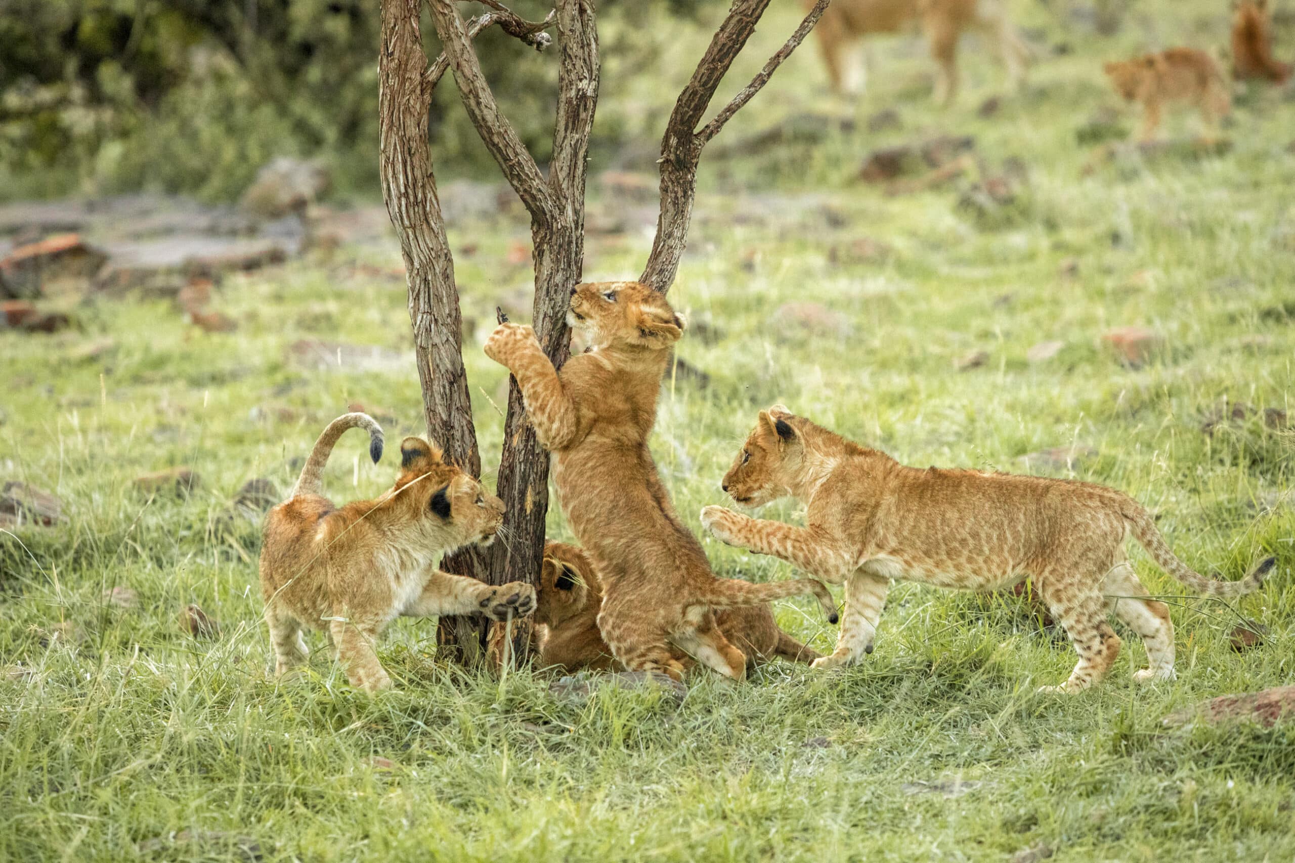 Drei Löwenjunge spielen spielerisch um einen kleinen Baum in einer grasbewachsenen Savanne herum. Einer steht und lehnt am Baum, während die anderen sich von den Seiten aneinander wagen. © Fotografie Tomas Rodriguez