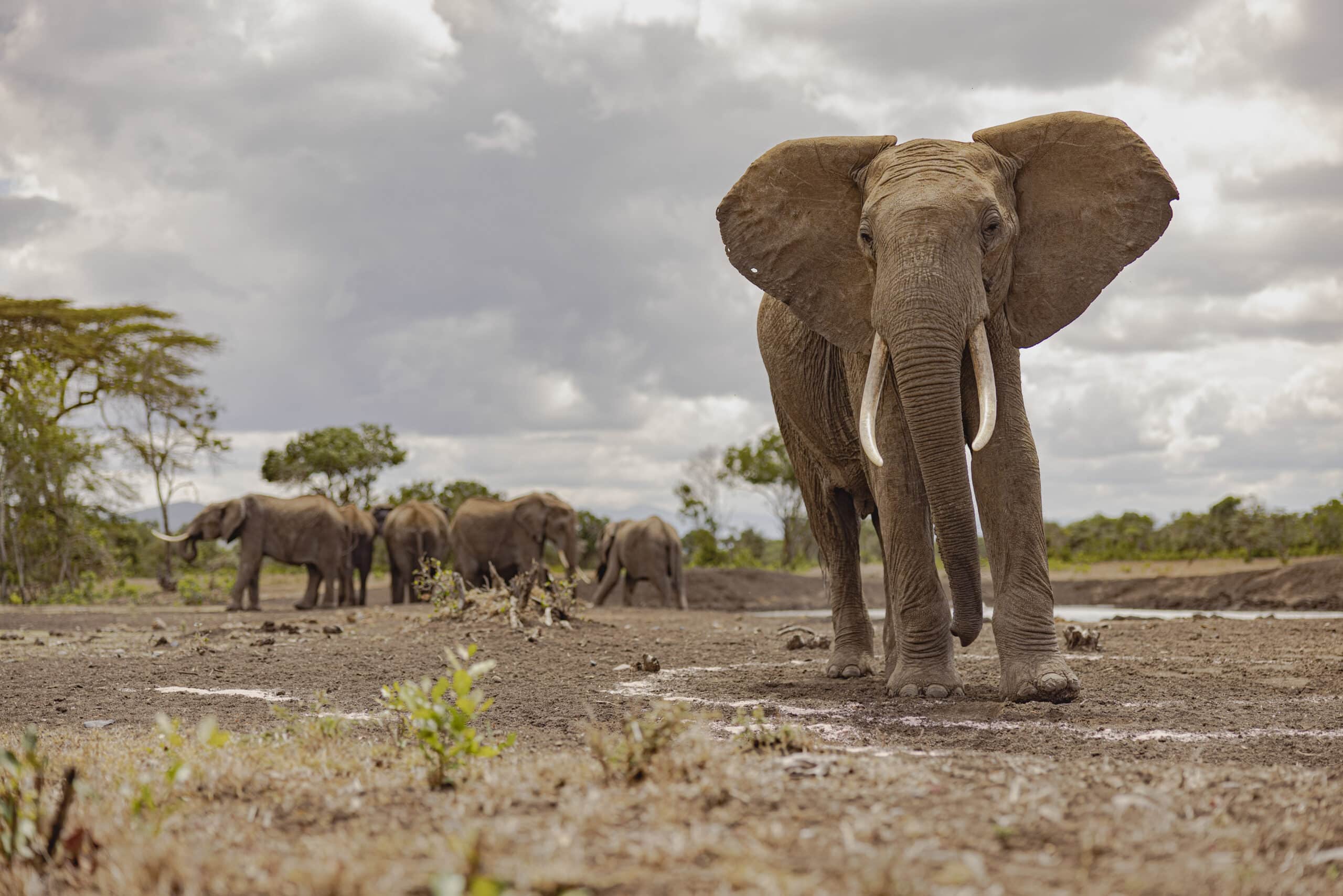 Im Vordergrund steht markant ein Elefant mit gespreizten Ohren und hervorstehenden Stoßzähnen auf staubigem Gelände. Im Hintergrund ist eine Elefantenherde unter einem bewölkten Himmel zu sehen. © Fotografie Tomas Rodriguez