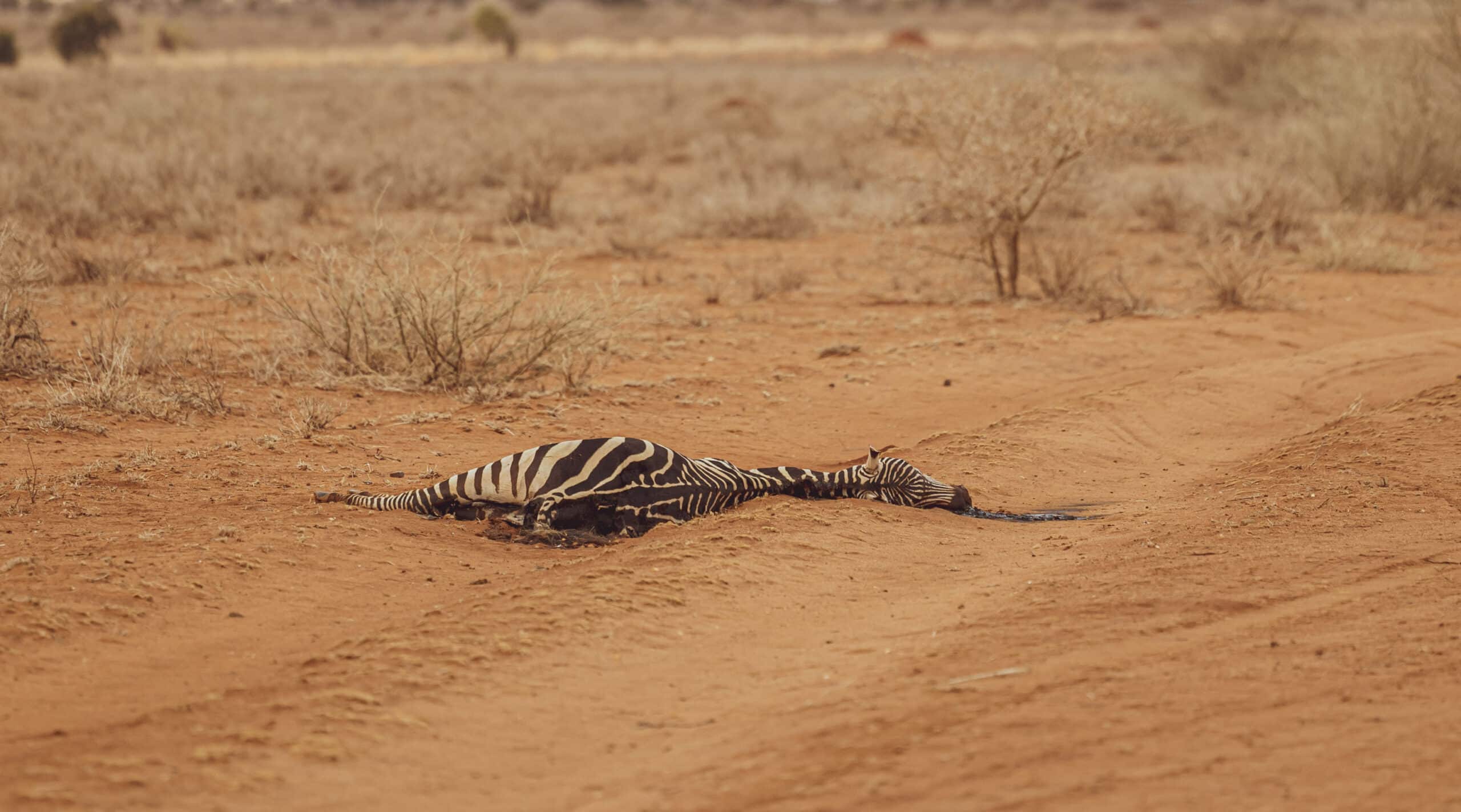 Ein Zebra liegt leblos auf einem Sandpfad inmitten einer trockenen, kargen Landschaft mit vereinzelten Büschen unter einem klaren Himmel. © Fotografie Tomas Rodriguez