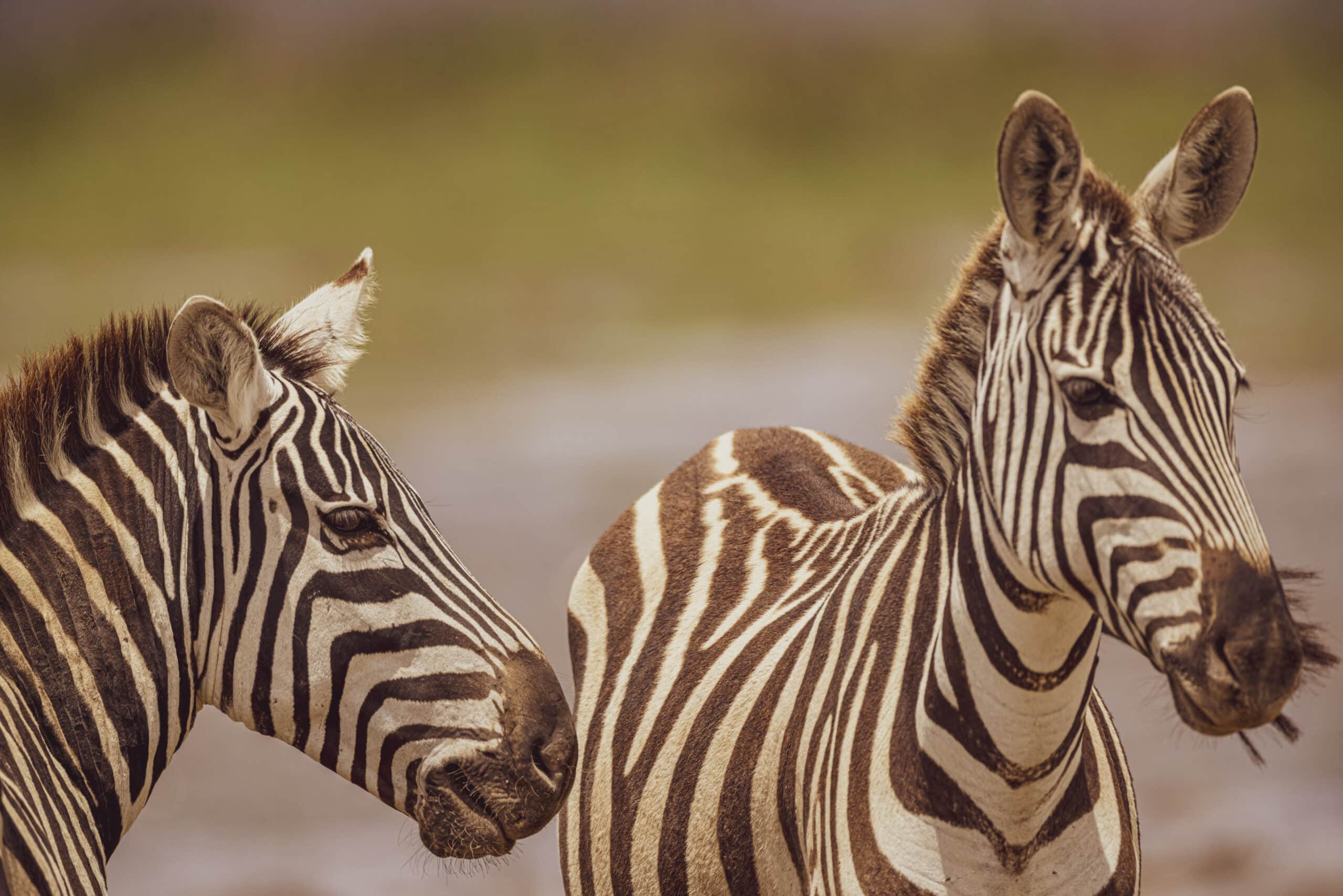 Zwei Zebras mit auffälligen schwarz-weißen Streifen stehen nebeneinander in einer natürlichen Umgebung, wobei ein Zebra in die Kamera blickt, während das andere wegschaut. © Fotografie Tomas Rodriguez