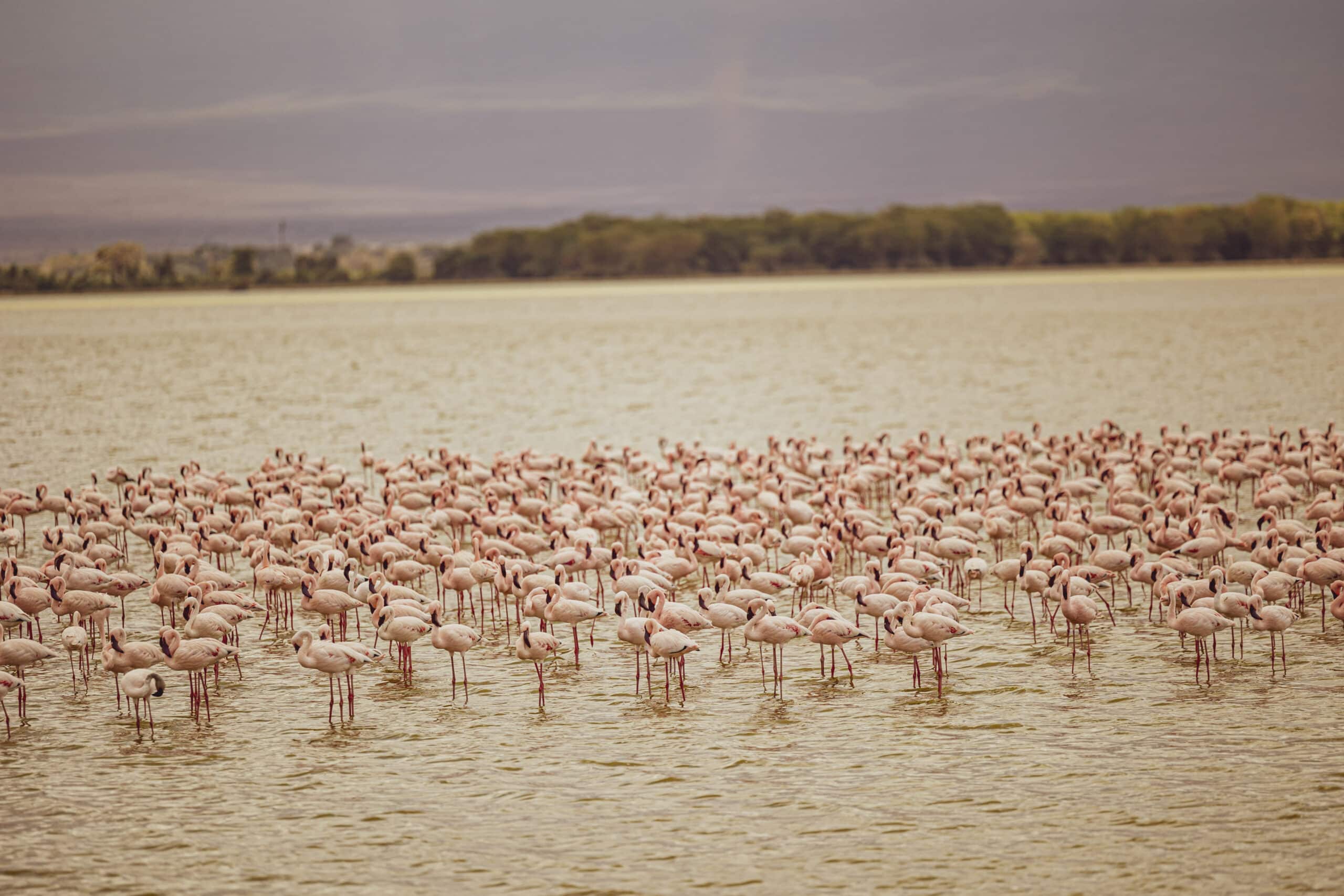Ein großer Schwarm Flamingos steht im seichten Wasser mit einer weichgezeichneten Landschaft im Hintergrund, hervorgehoben durch die Farben Beige und Zartgrün. © Fotografie Tomas Rodriguez