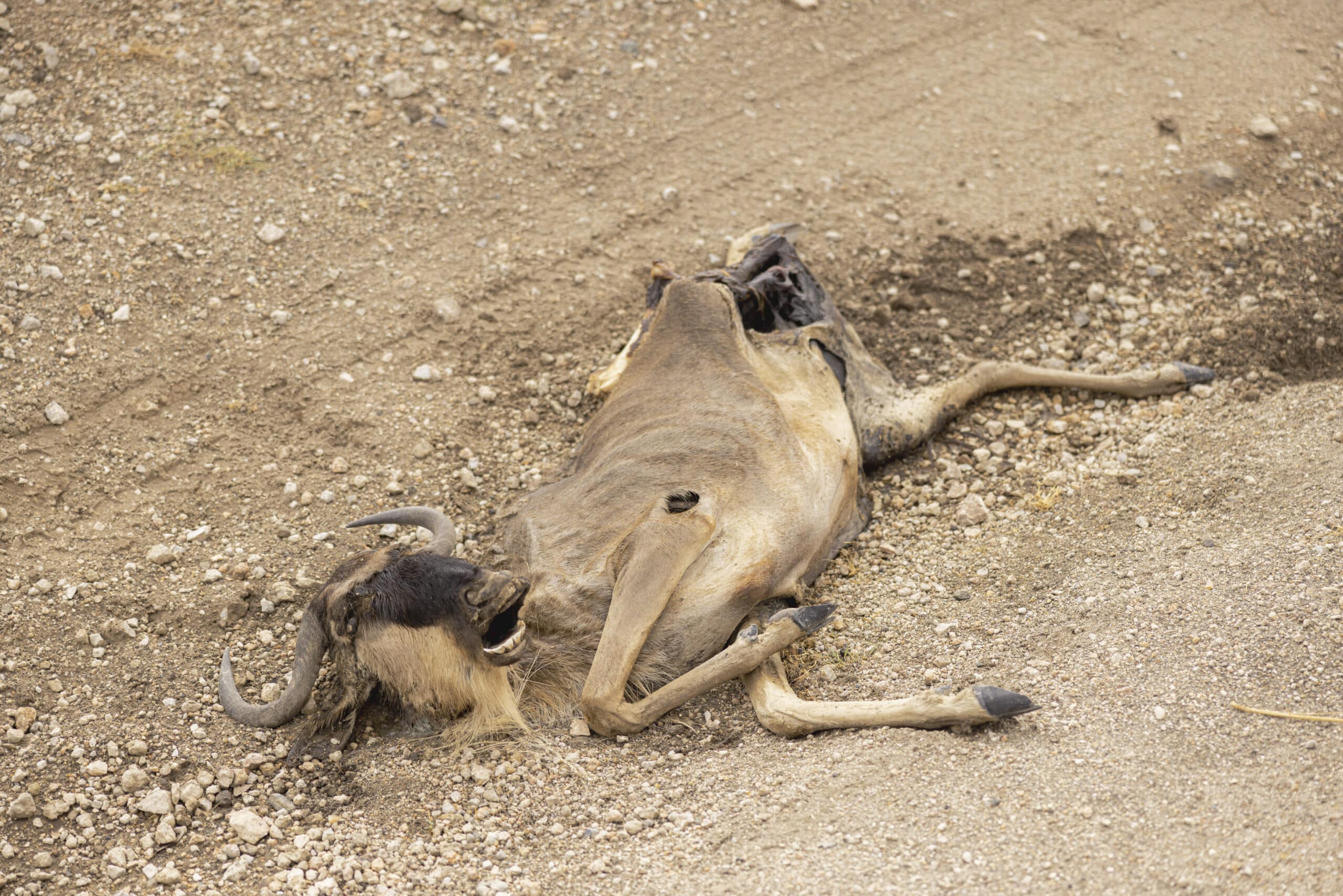 Ein totes Gnu liegt mit ausgestreckten Beinen und intakten Hörnern auf einer sandigen Oberfläche und zeigt Anzeichen der Verwesung in einer natürlichen Umgebung. © Fotografie Tomas Rodriguez