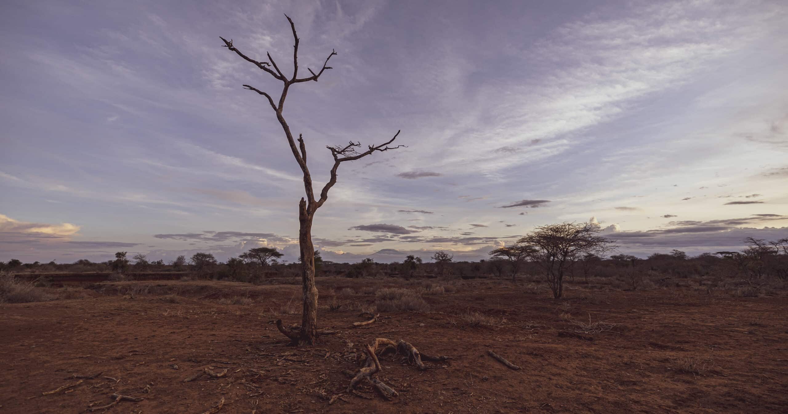 Ein kahler Baum steht in einer kargen Savannenlandschaft unter einem weiten, wolkenverhangenen Abendhimmel und vermittelt ein Gefühl heiterer Trostlosigkeit. © Fotografie Tomas Rodriguez