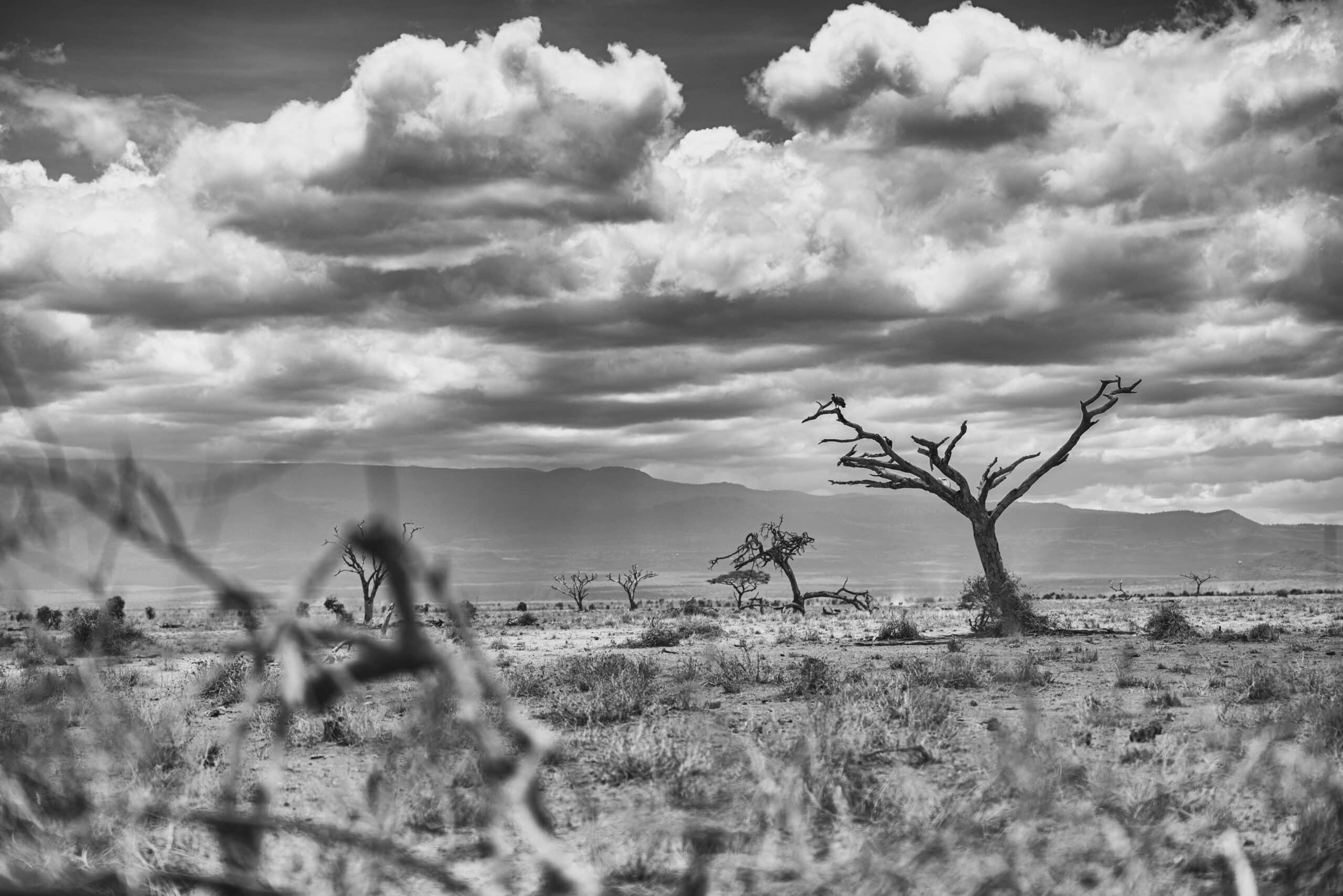 Schwarzweißbild einer kargen Wüstenlandschaft mit einem markanten toten Baum im Vordergrund und Bergen in der Ferne unter einem dramatischen Wolkenhimmel. © Fotografie Tomas Rodriguez