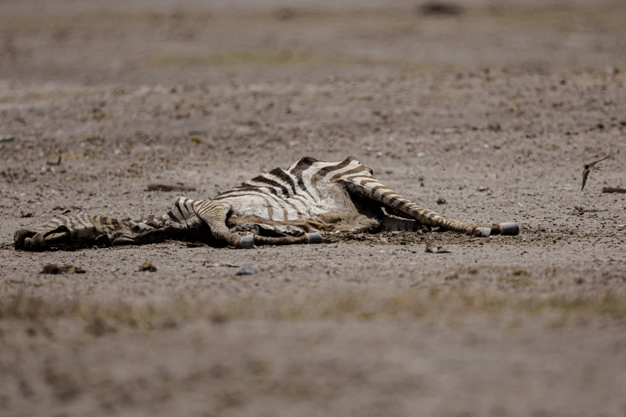 Ein totes Zebra liegt auf trockenem, rissigem Boden. Sein Körper weist charakteristische Streifen auf und seine staubige Beschaffenheit weist auf eine raue Umgebung hin. © Fotografie Tomas Rodriguez