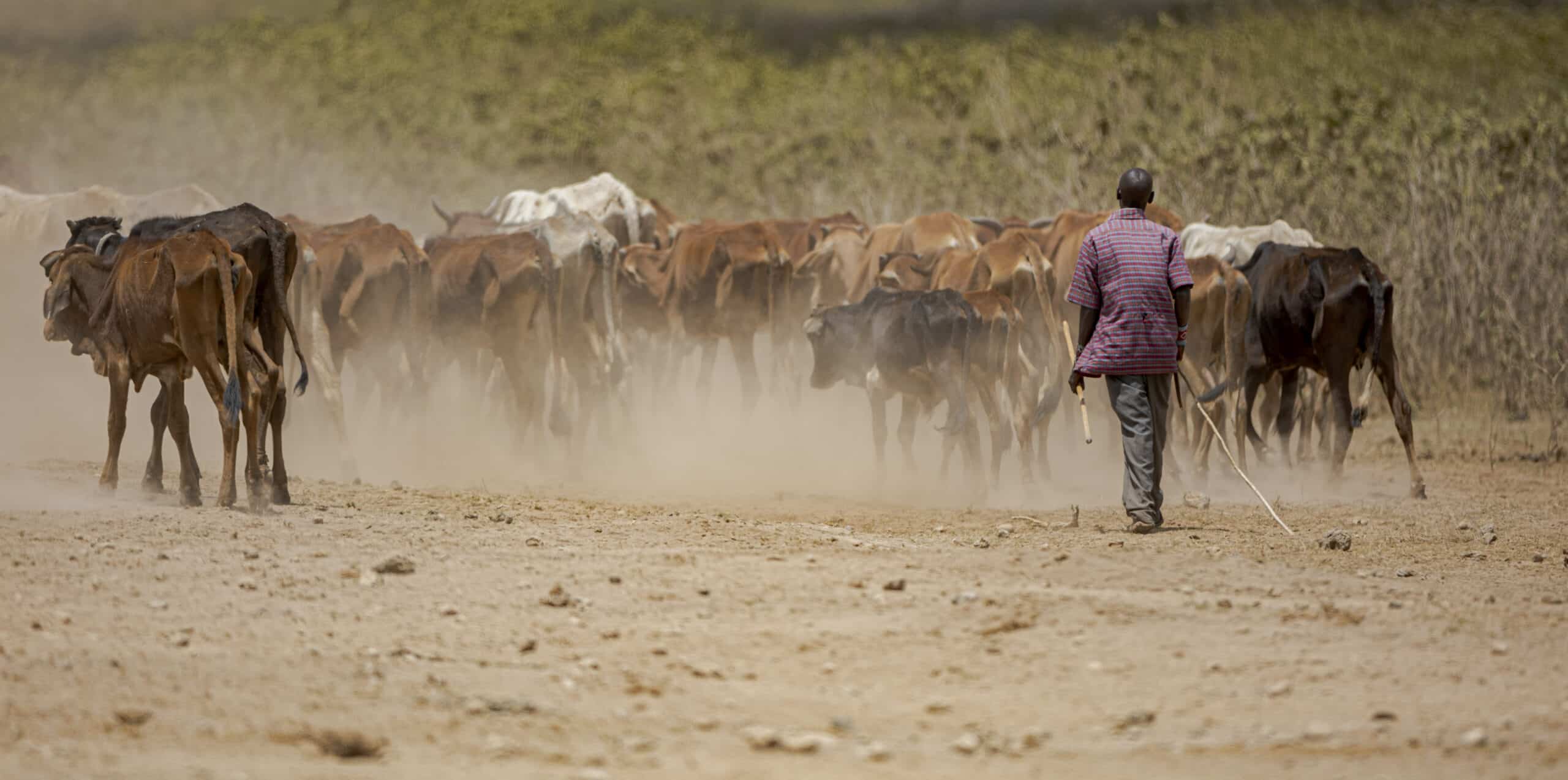 Ein Hirte geht hinter einer großen Herde staubaufwirbelnder Rinder auf einem trockenen, sandigen Pfad her. Die Landschaft ist karg und unter einem dunstigen Himmel größtenteils flach. © Fotografie Tomas Rodriguez