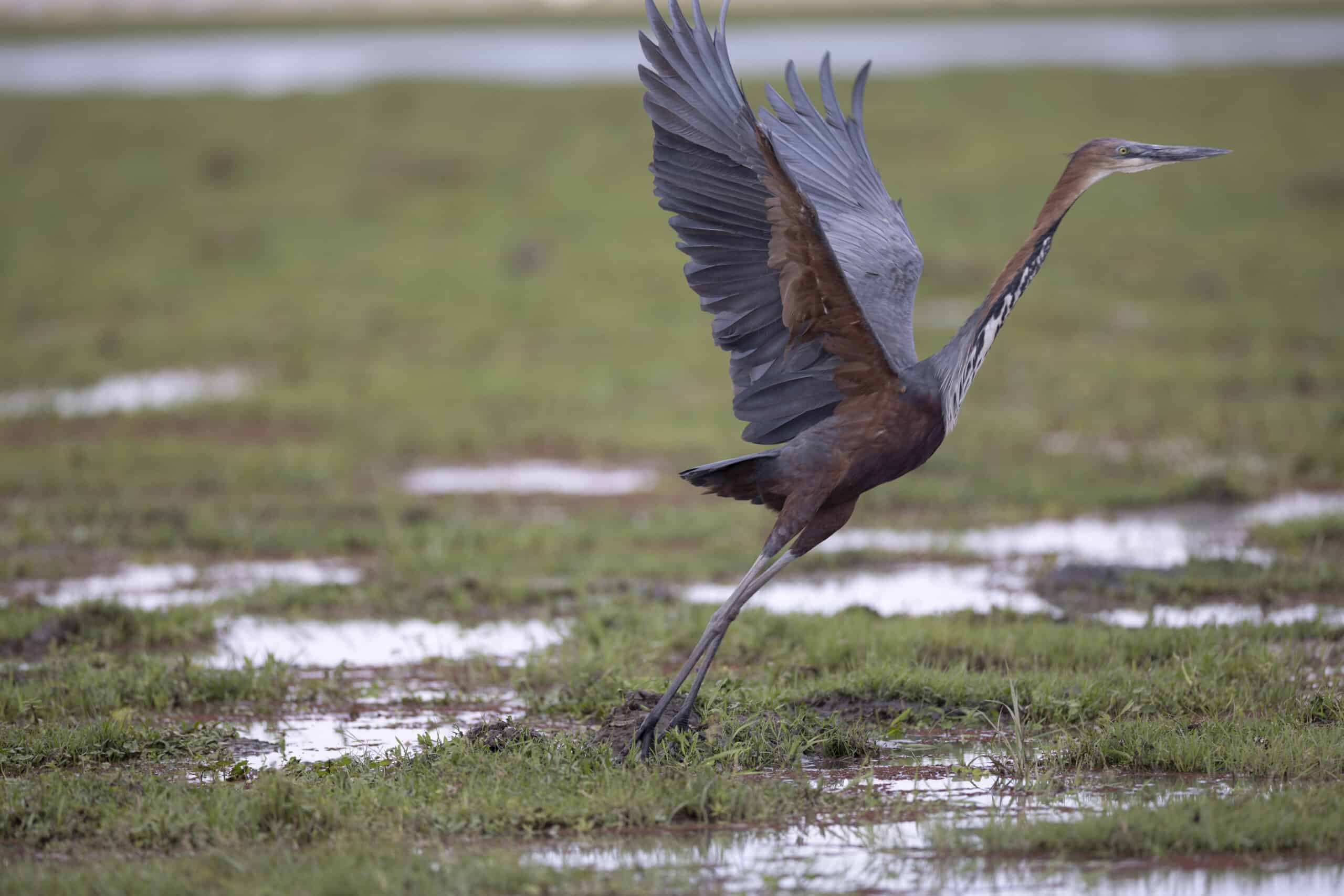 Ein Riesenreiher bereitet sich in einem Feuchtgebiet auf den Flug vor. Er breitet seine großen Flügel aus, während er inmitten seichtem Wasser mit üppigem grünem Gras steht. © Fotografie Tomas Rodriguez