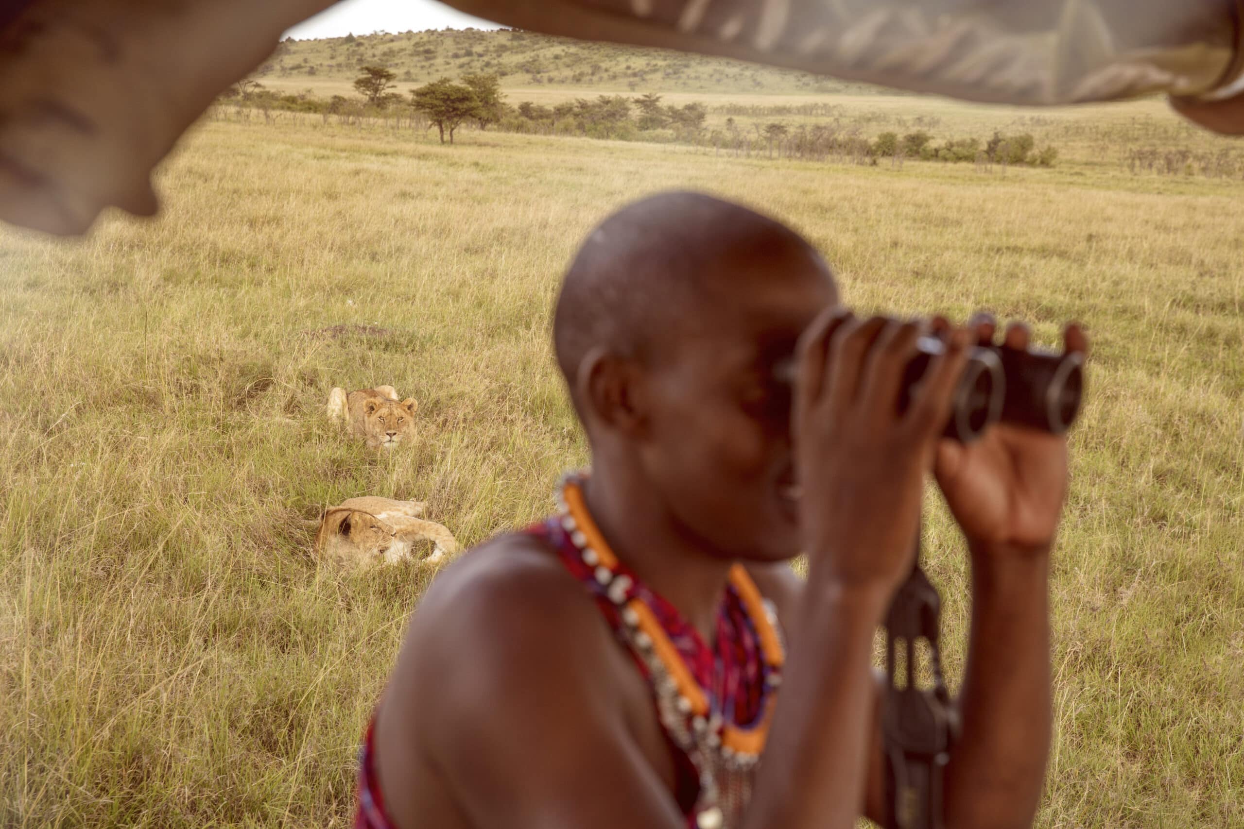 Eine Person in traditioneller Kleidung beobachtet mit einem Fernglas zwei Löwen in einer grasbewachsenen Savanne, die im Schatten eines Safarifahrzeugs zu sehen sind. © Fotografie Tomas Rodriguez