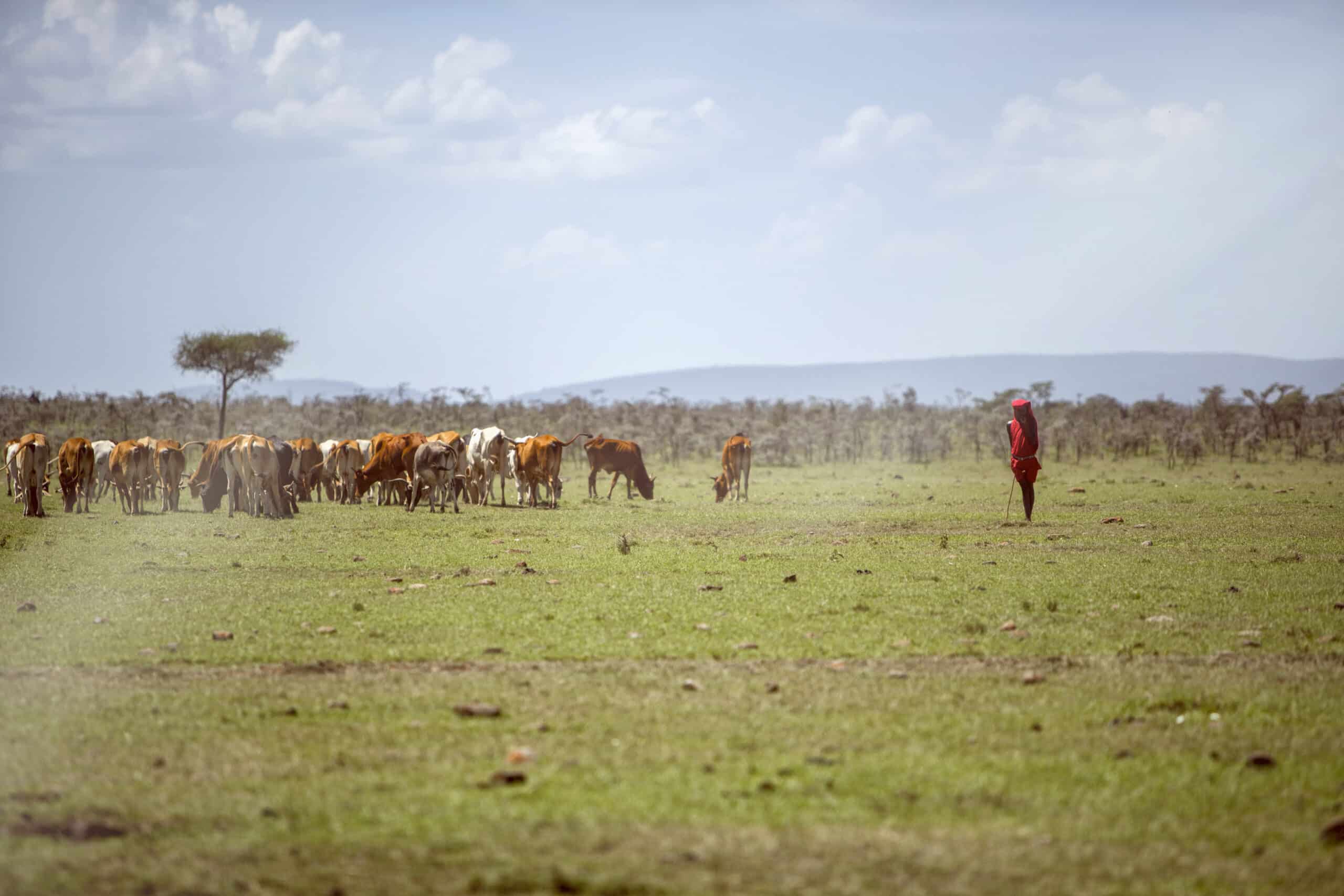 Eine Person in traditioneller roter Kleidung steht in einer grasbewachsenen Savanne und hütet eine große Herde Vieh unter einem weiten, wolkenverhangenen Himmel. © Fotografie Tomas Rodriguez