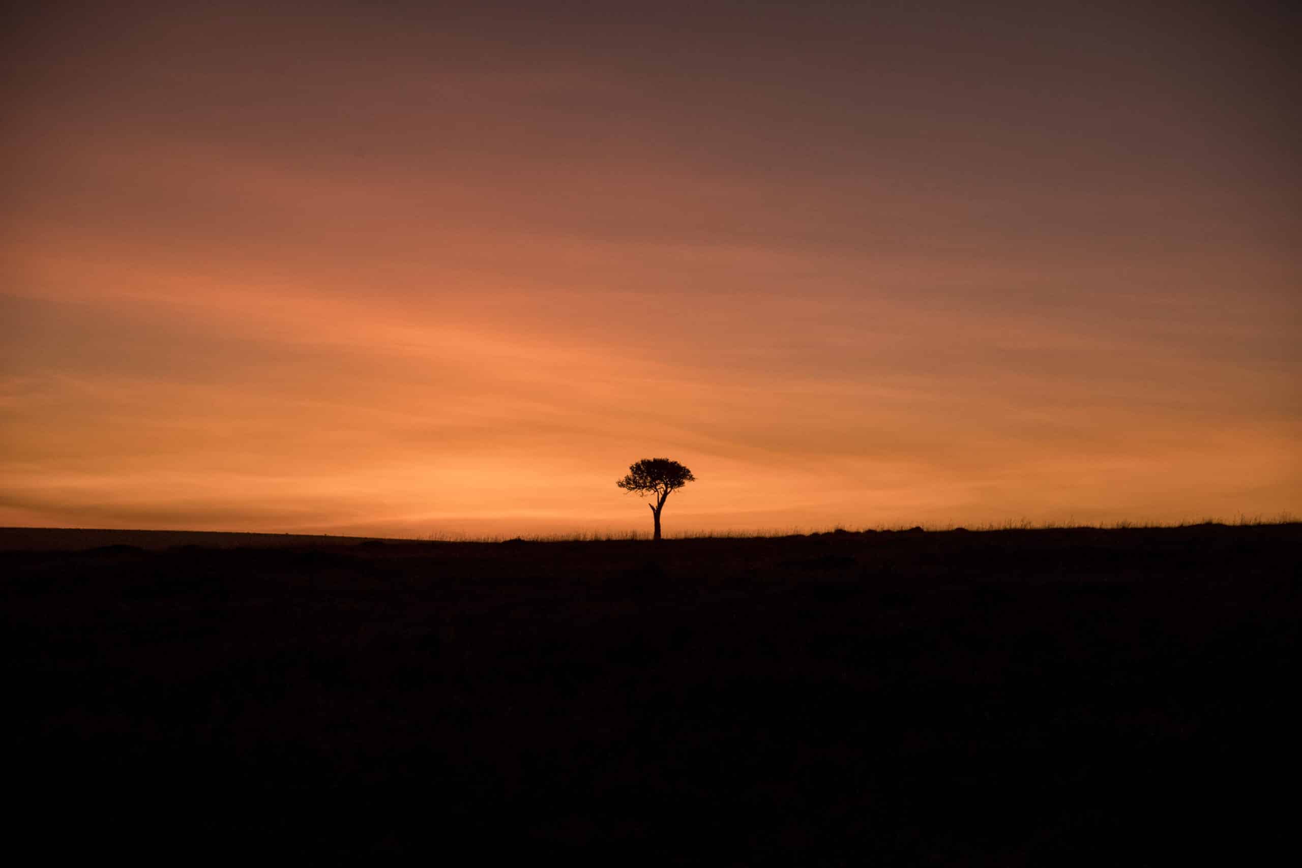 Die Silhouette eines einsamen Baums vor einem leuchtend orangefarbenen Abendhimmel, auf einem offenen Feld mit klarem Horizont. © Fotografie Tomas Rodriguez