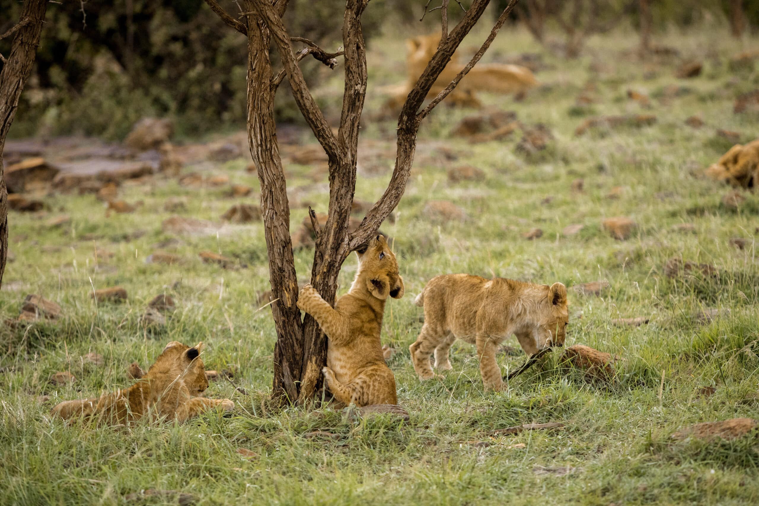 Eine Gruppe Löwenjungen erkundet und spielt um einen kleinen Baum in einer grasbewachsenen Savanne und zeigt dabei natürliche Neugier und jugendliche Energie. © Fotografie Tomas Rodriguez